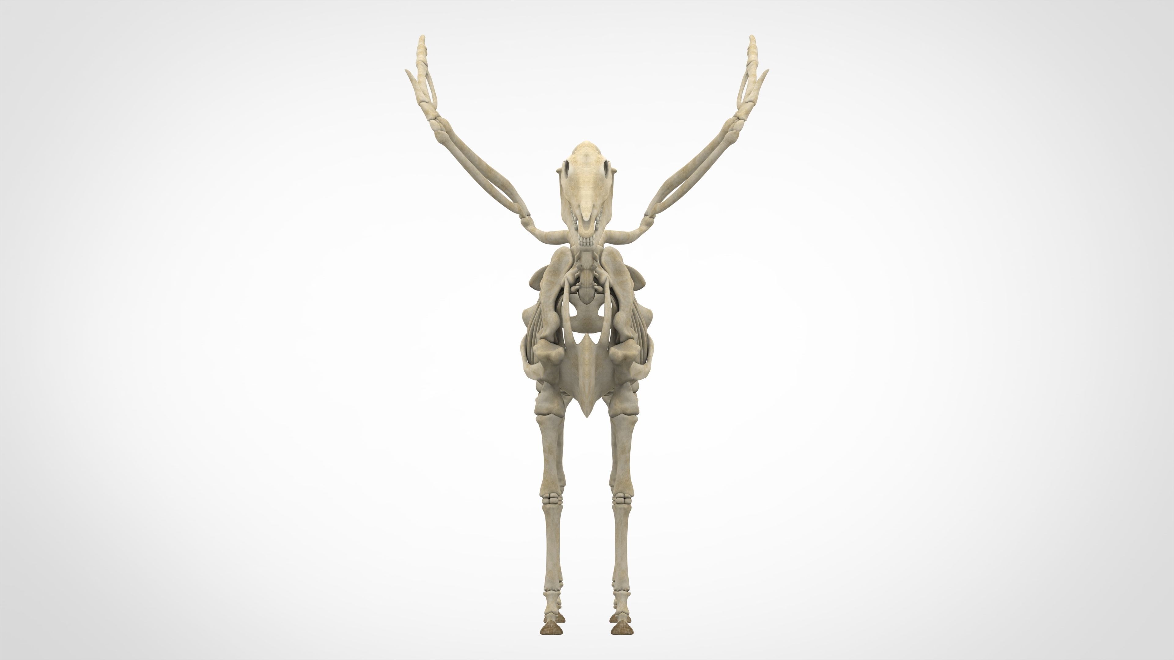 Pegasus Skeleton 3D model_1