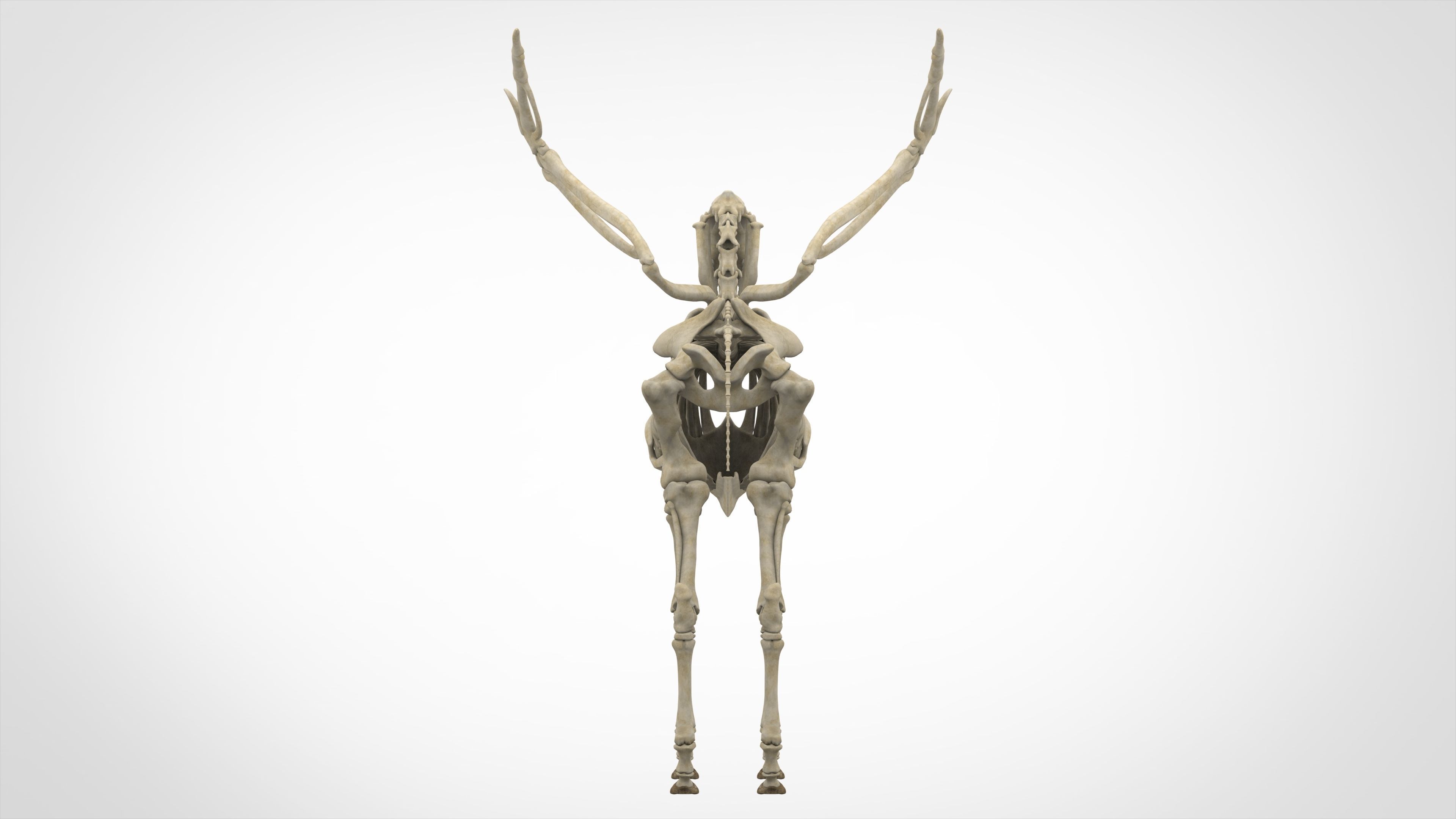 Pegasus Skeleton 3D model_3