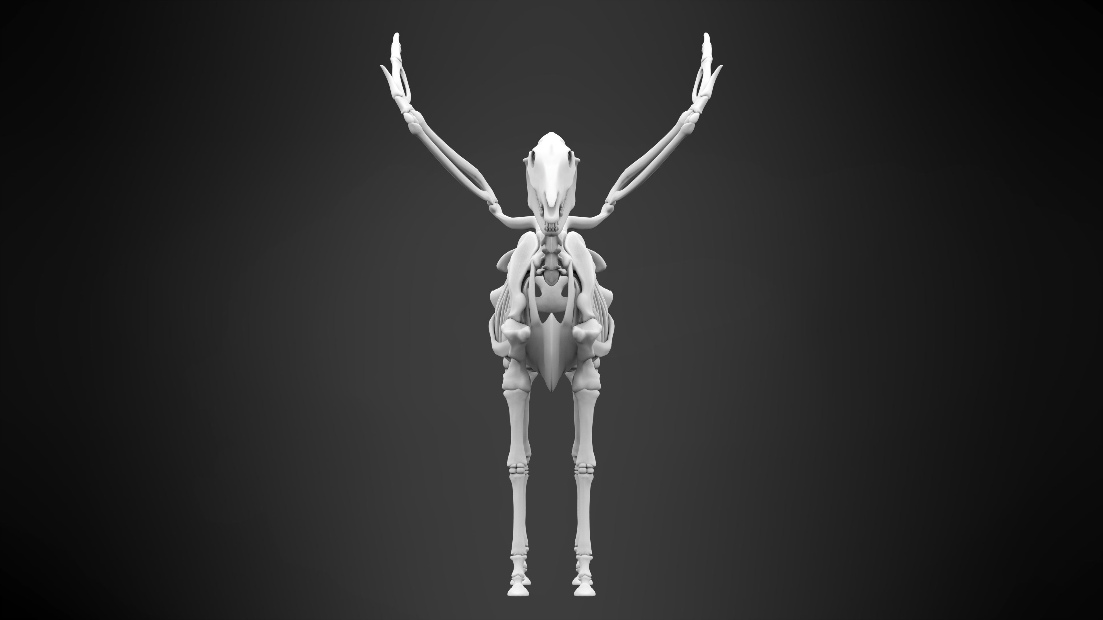 Pegasus Skeleton 3D model_6
