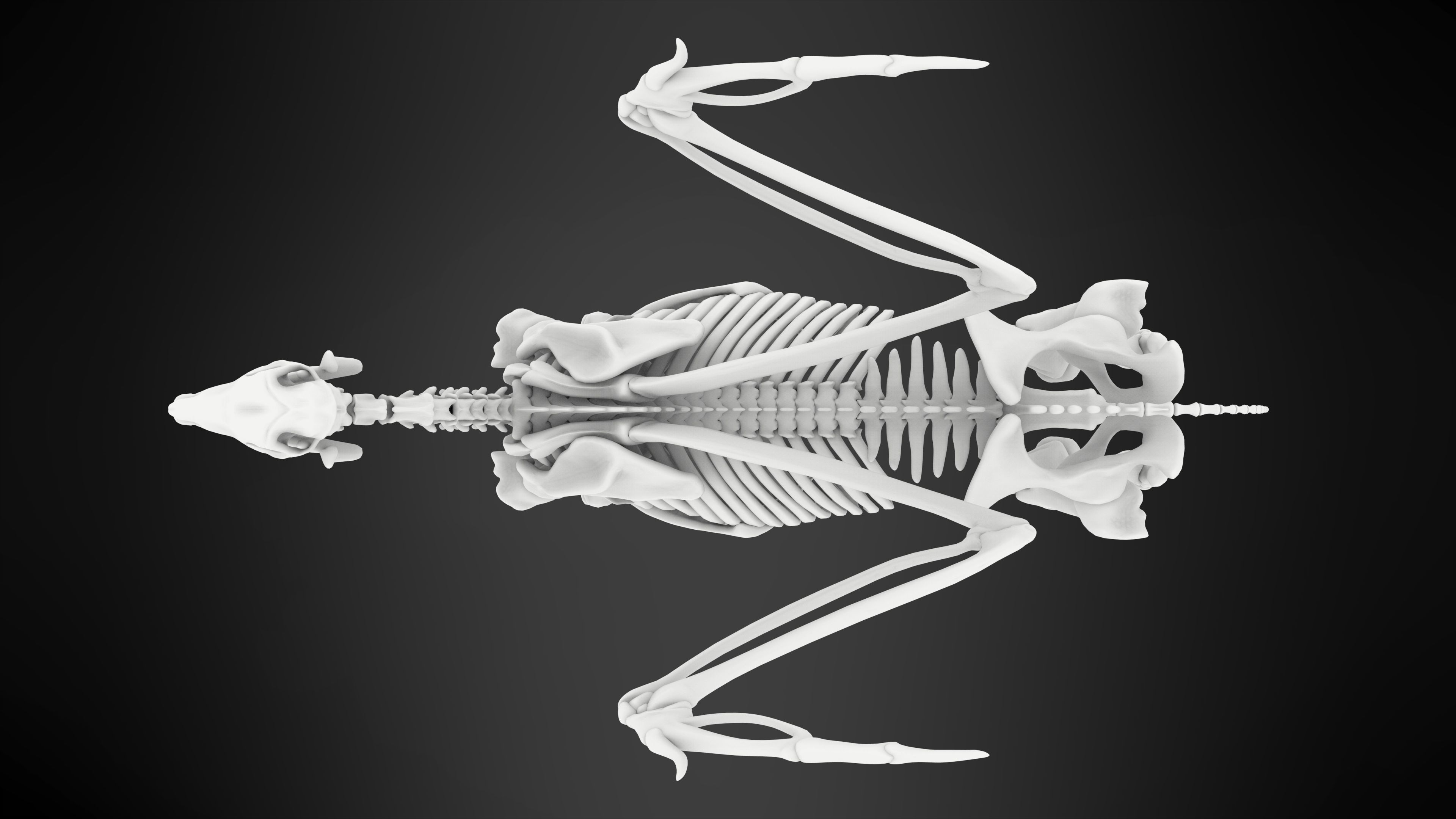 Pegasus Skeleton 3D model_9