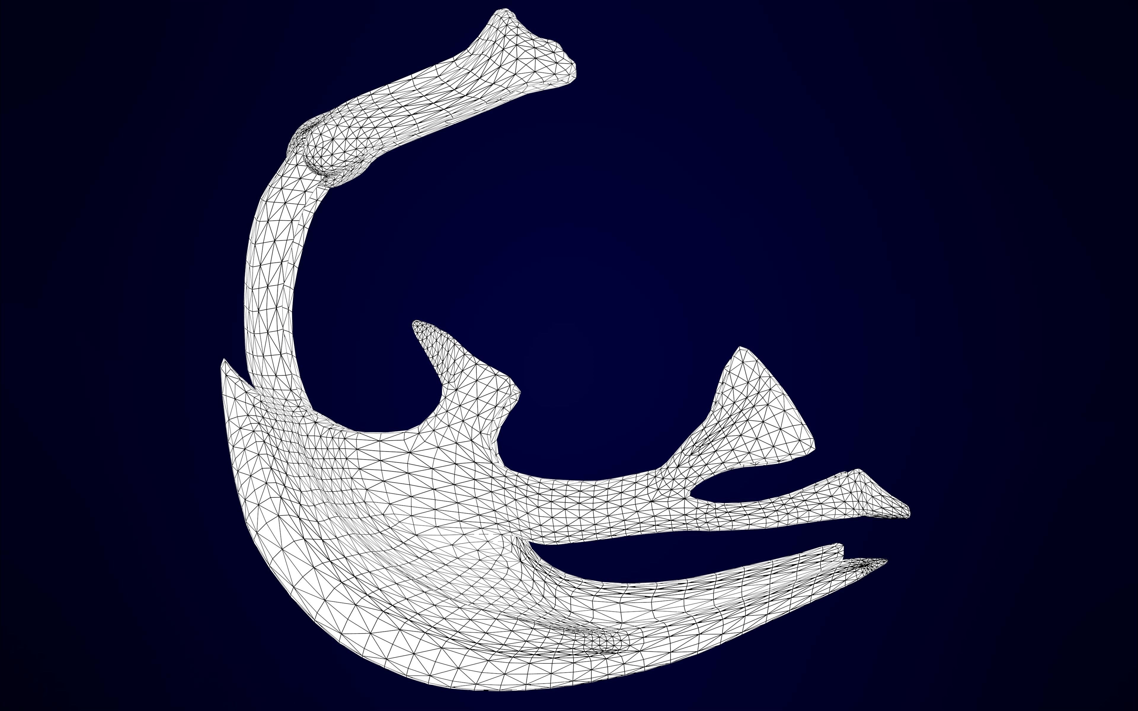 Pegasus Skeleton 3D model_14