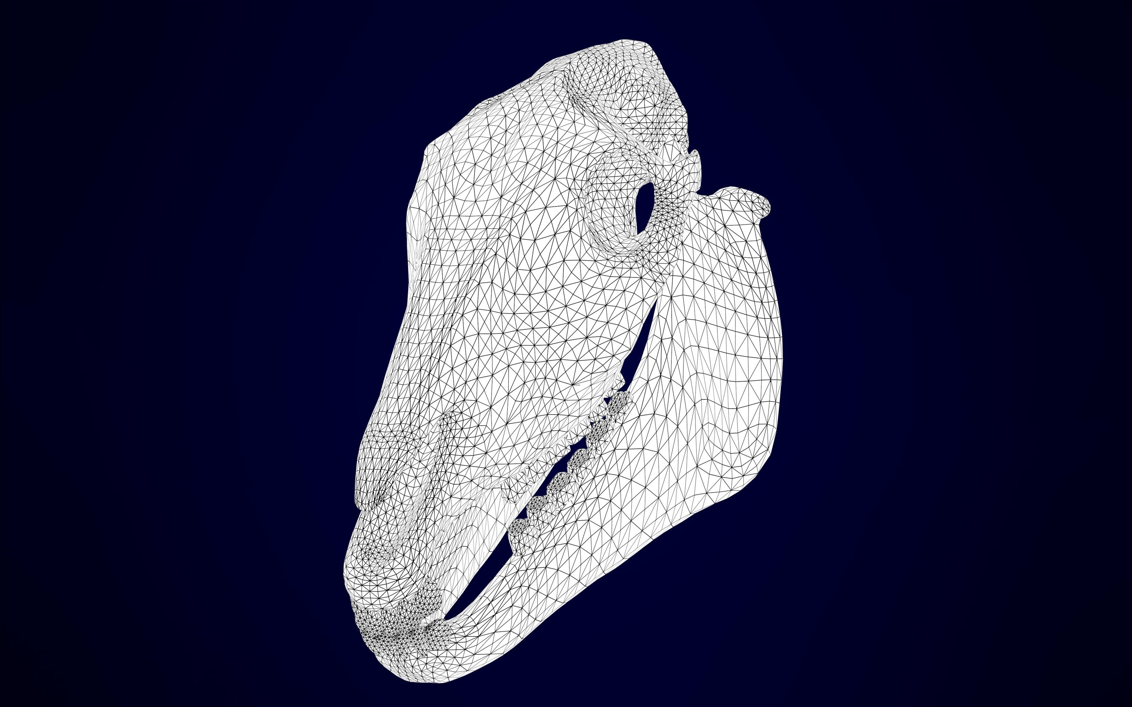 Pegasus Skeleton 3D model_10