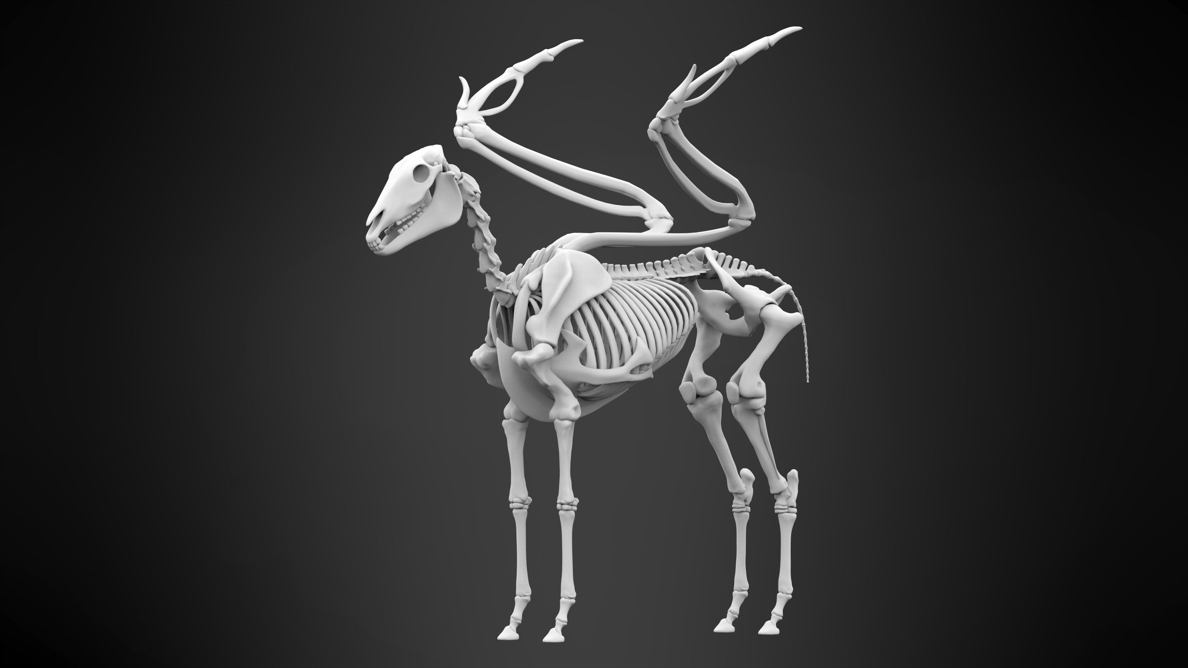 Pegasus Skeleton 3D model_5