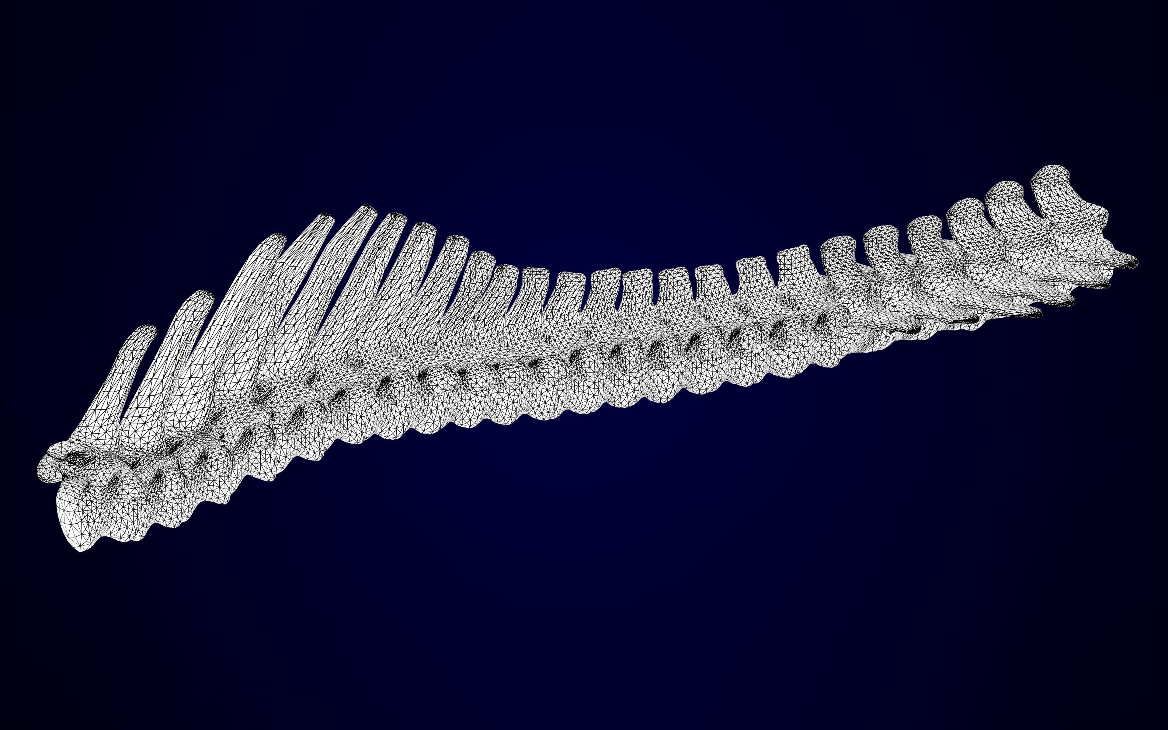 Pegasus Skeleton 3D model_12