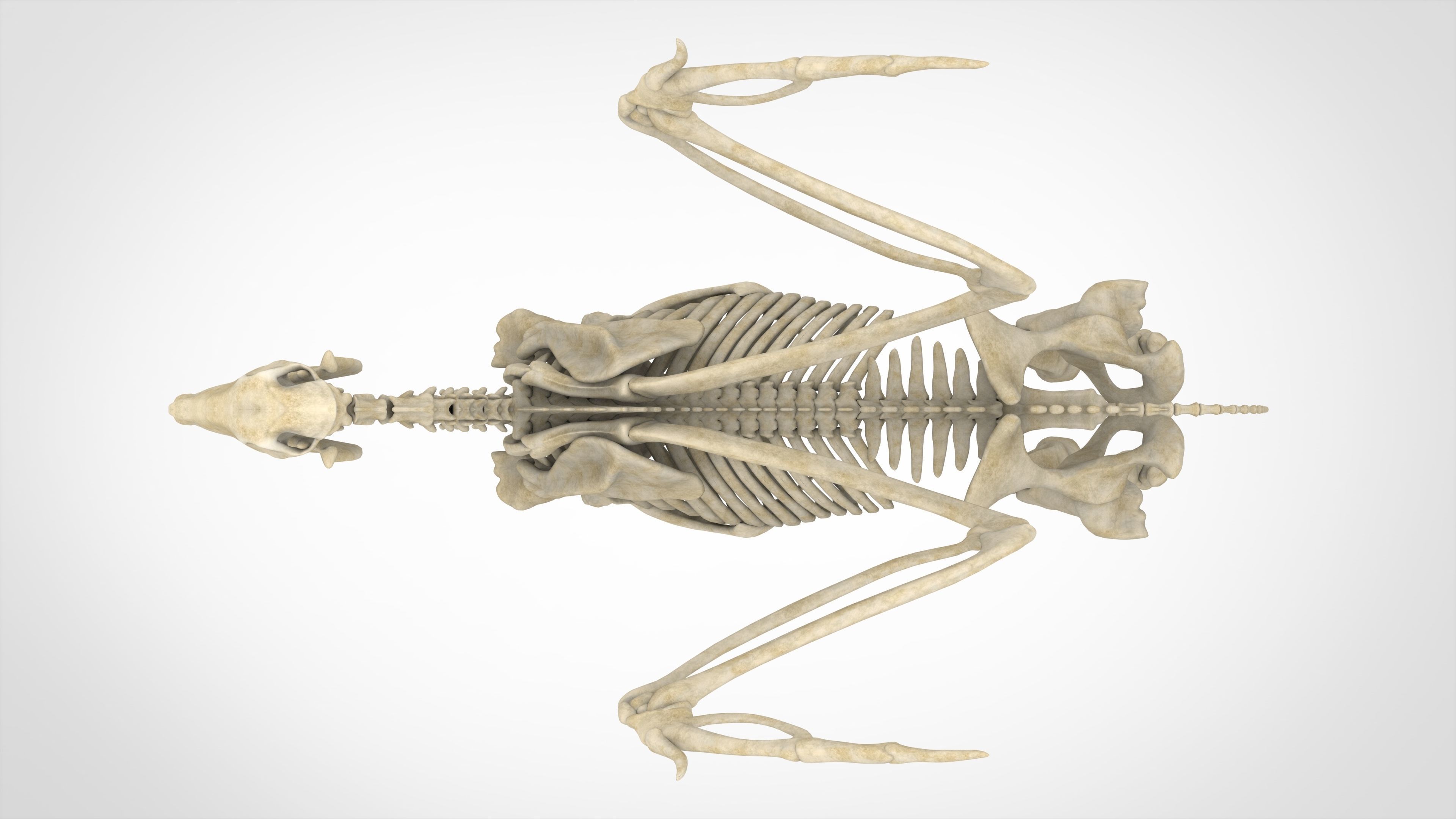 Pegasus Skeleton 3D model_4