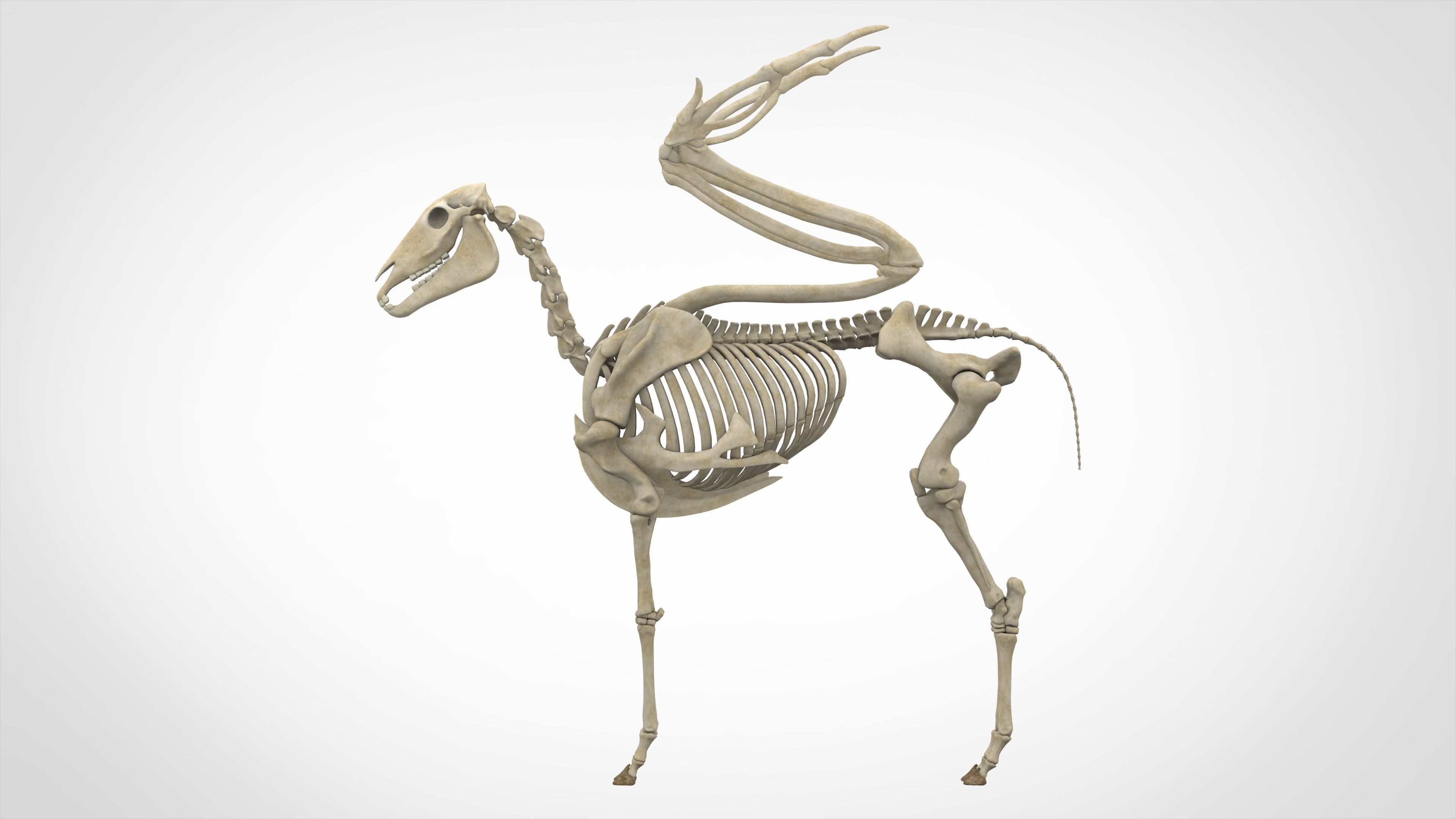Pegasus Skeleton 3D model_2