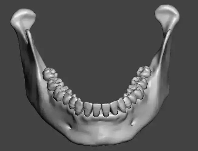 Real human mandibular jaw anatomy with teeth 3D print model