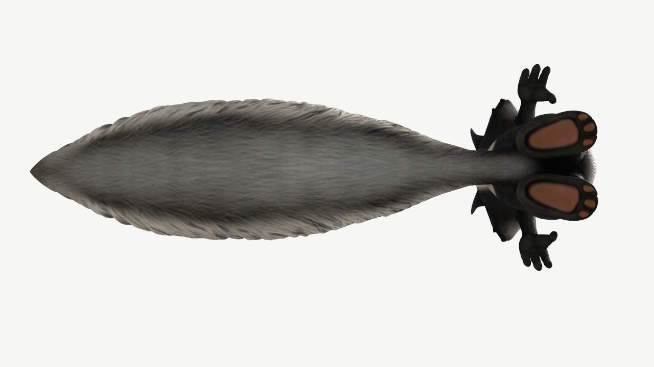 Cartoon Skunk Low-poly 3D model_10