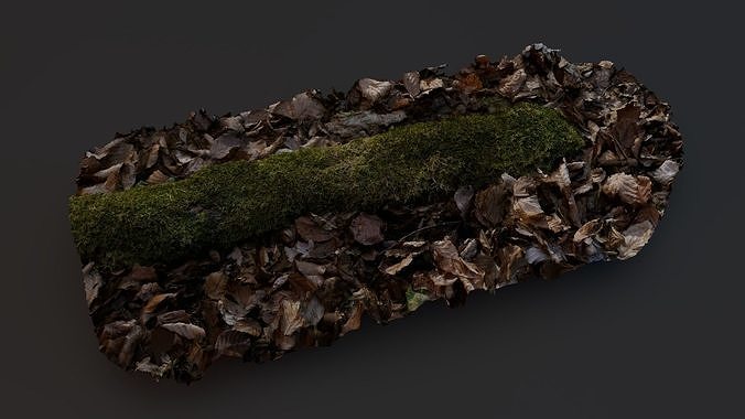 Moss in forest Free 3D model