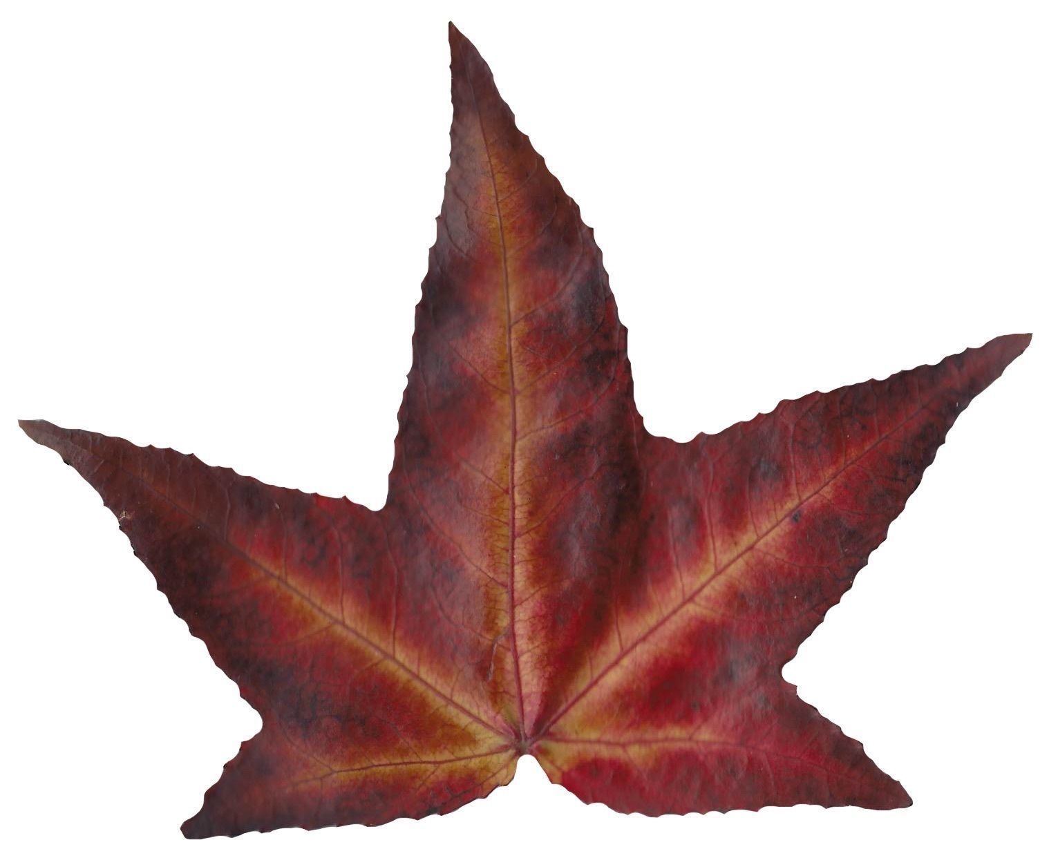 American Sweetgum Leaf Texture Pack - 21 Textures Texture_3