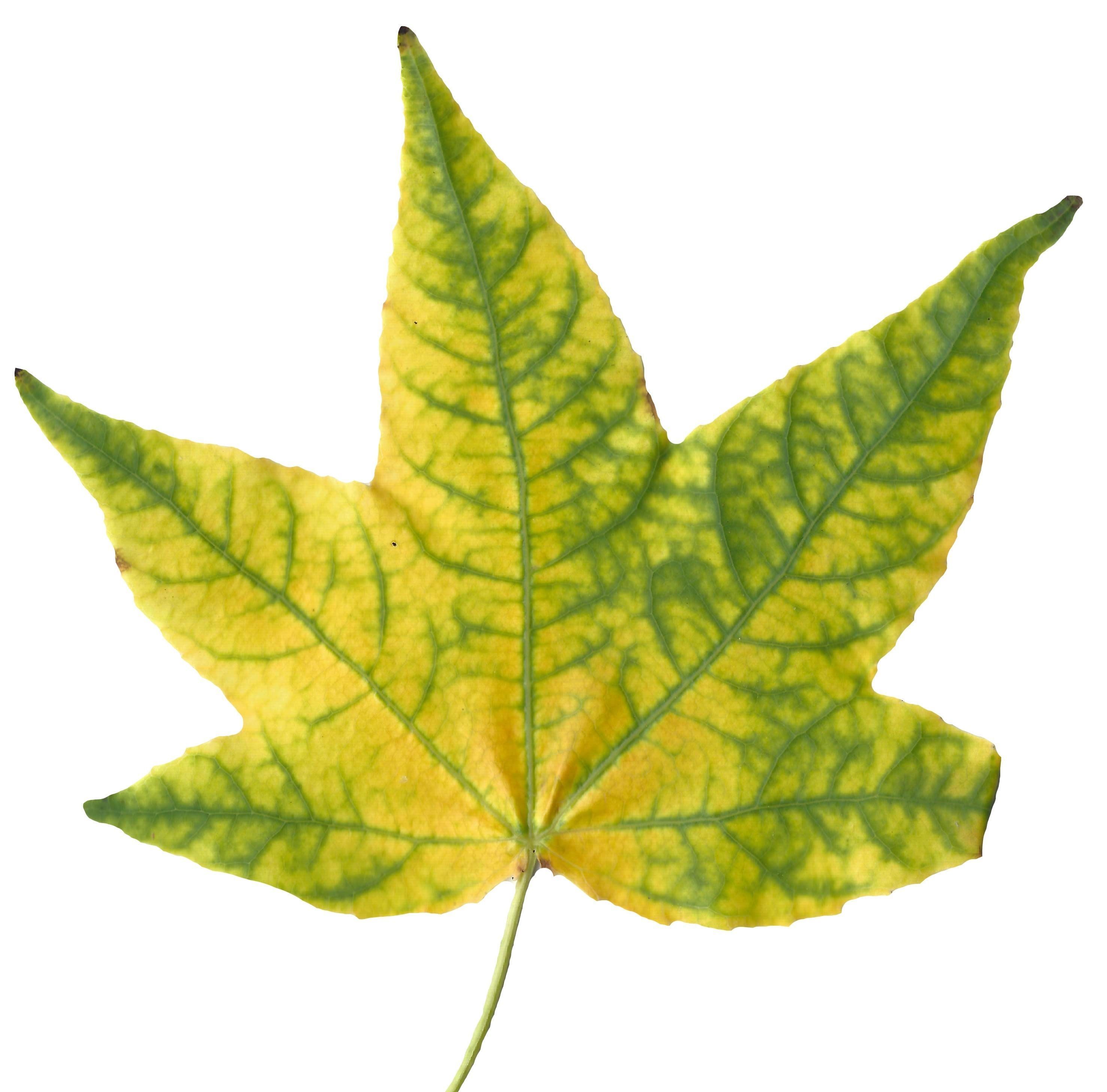 American Sweetgum Leaf Texture Pack - 21 Textures Texture_5