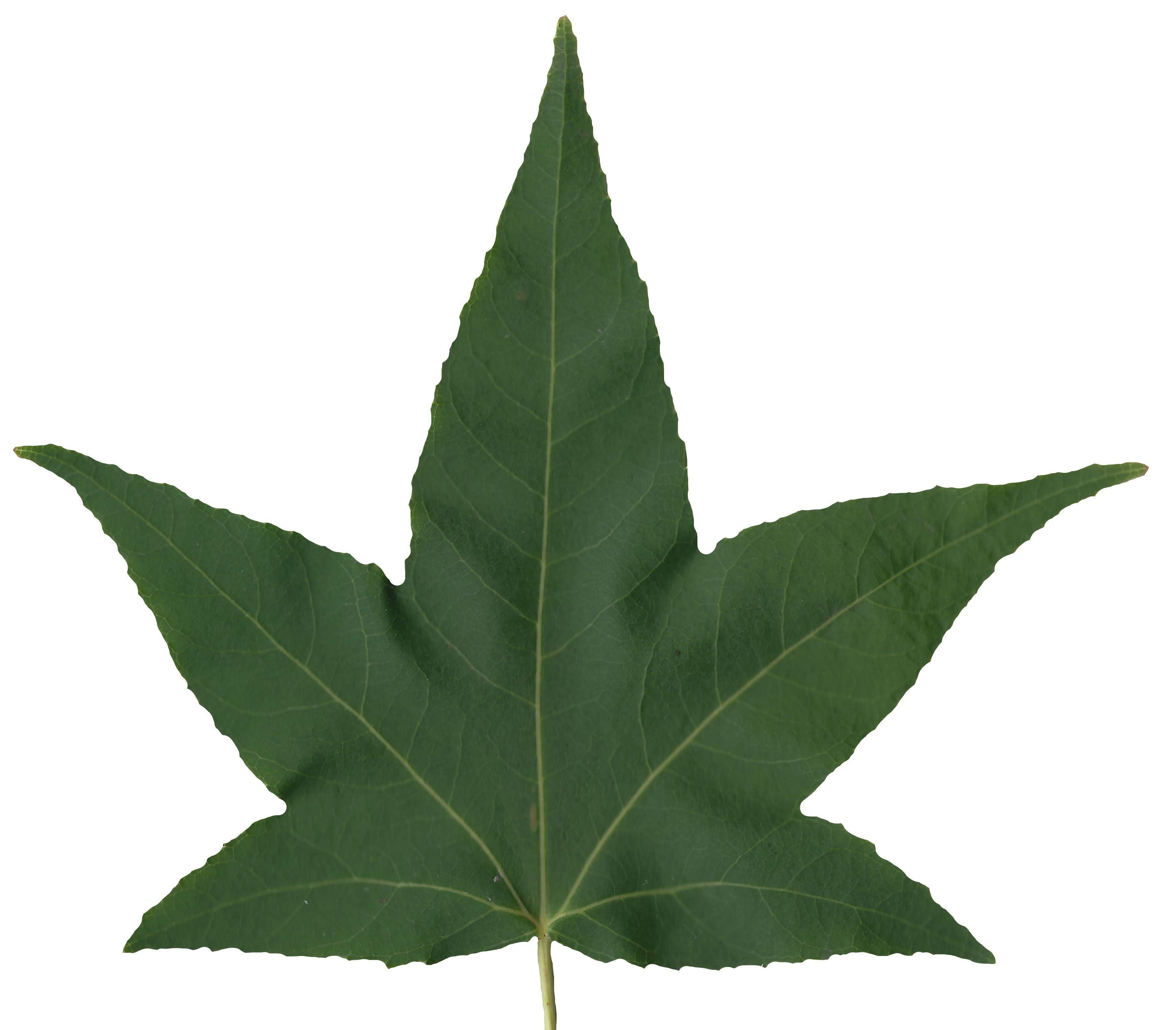 American Sweetgum Leaf Texture Pack - 21 Textures Texture_9