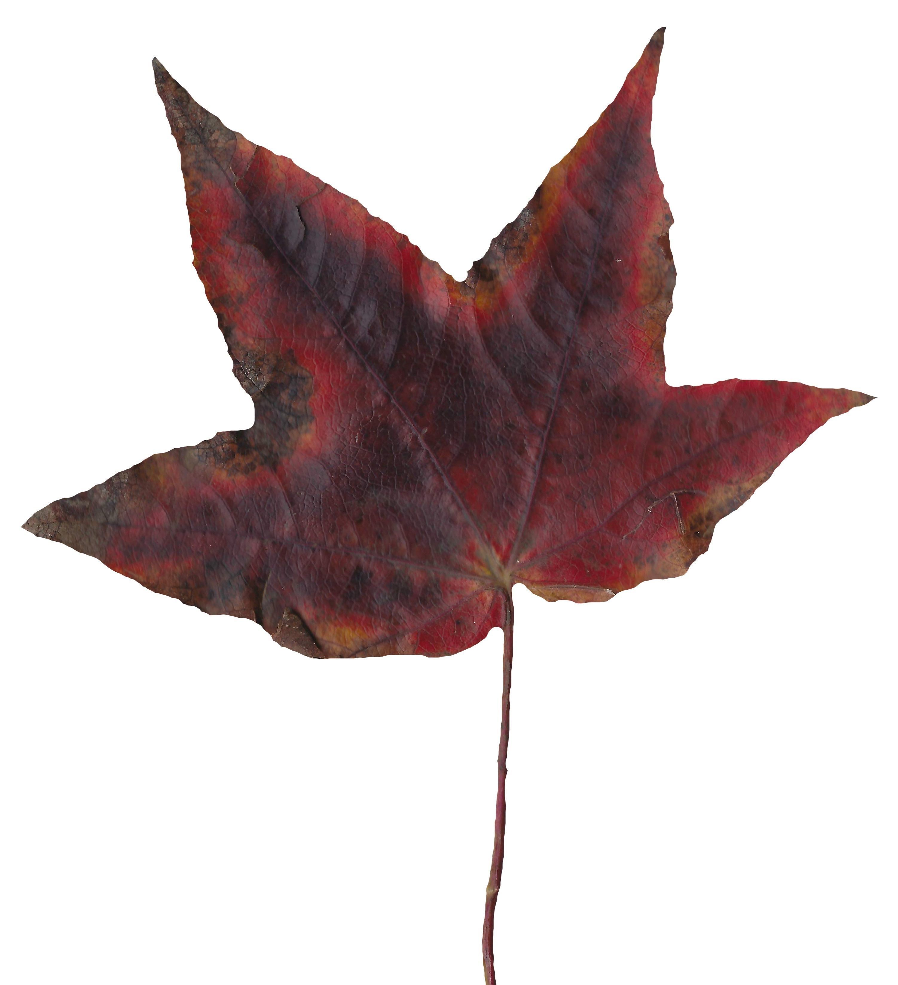 American Sweetgum Leaf Texture Pack - 21 Textures Texture_13