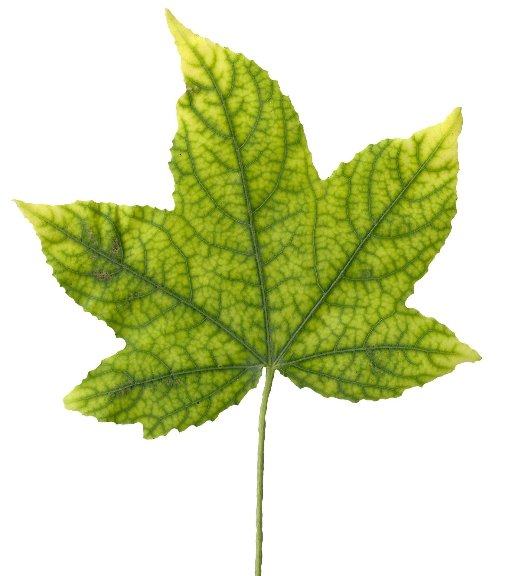 American Sweetgum Leaf Texture Pack - 21 Textures Texture_21
