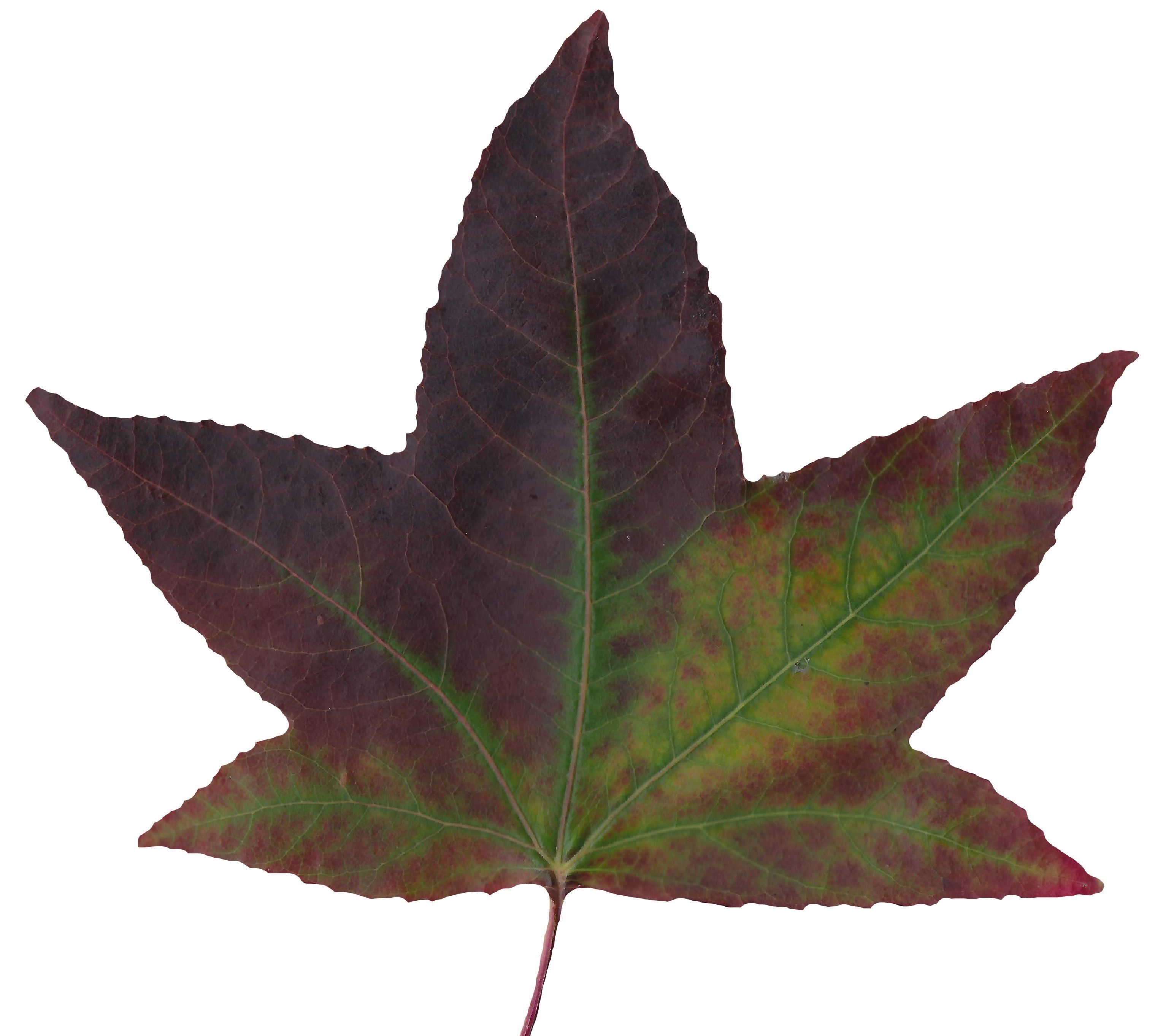 American Sweetgum Leaf Texture Pack - 21 Textures Texture_10