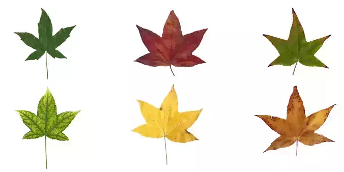 American Sweetgum Leaf Texture Pack - 21 Textures Texture