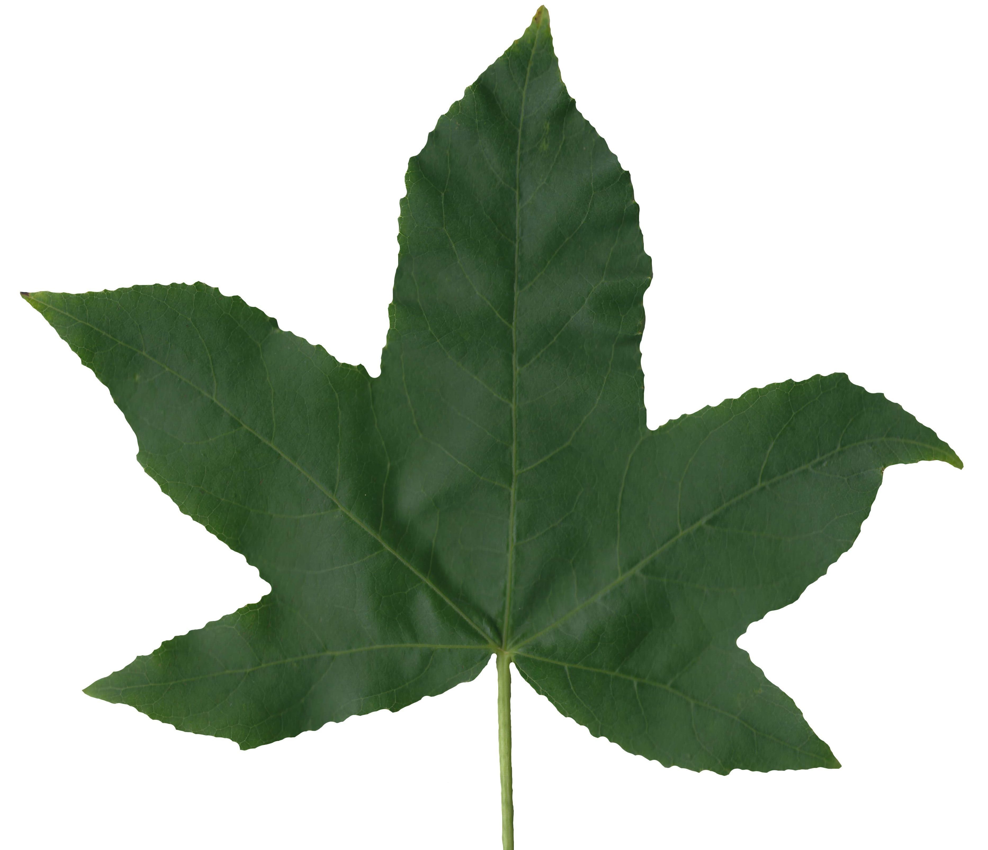 American Sweetgum Leaf Texture Pack - 21 Textures Texture_8
