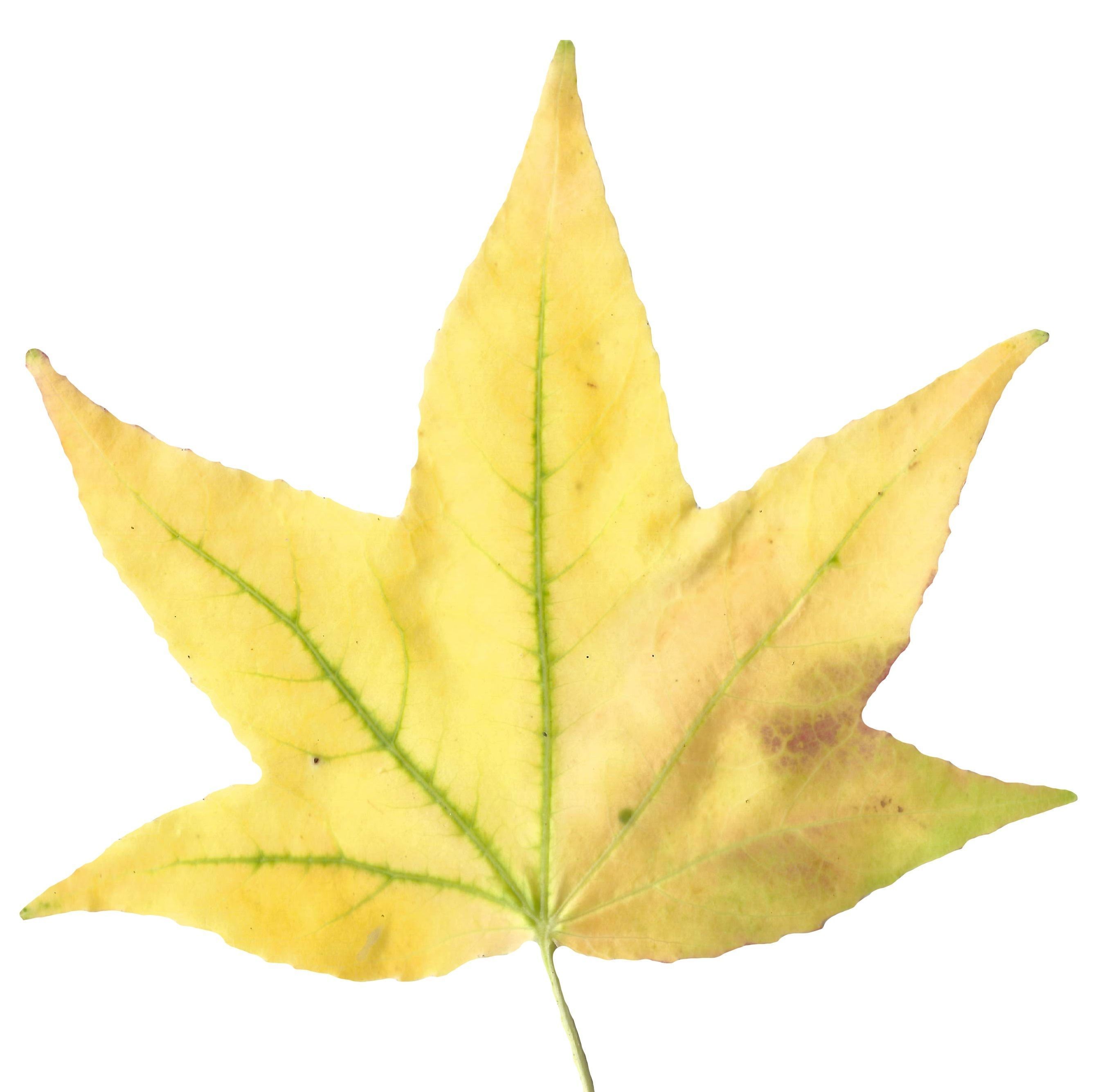 American Sweetgum Leaf Texture Pack - 21 Textures Texture_4