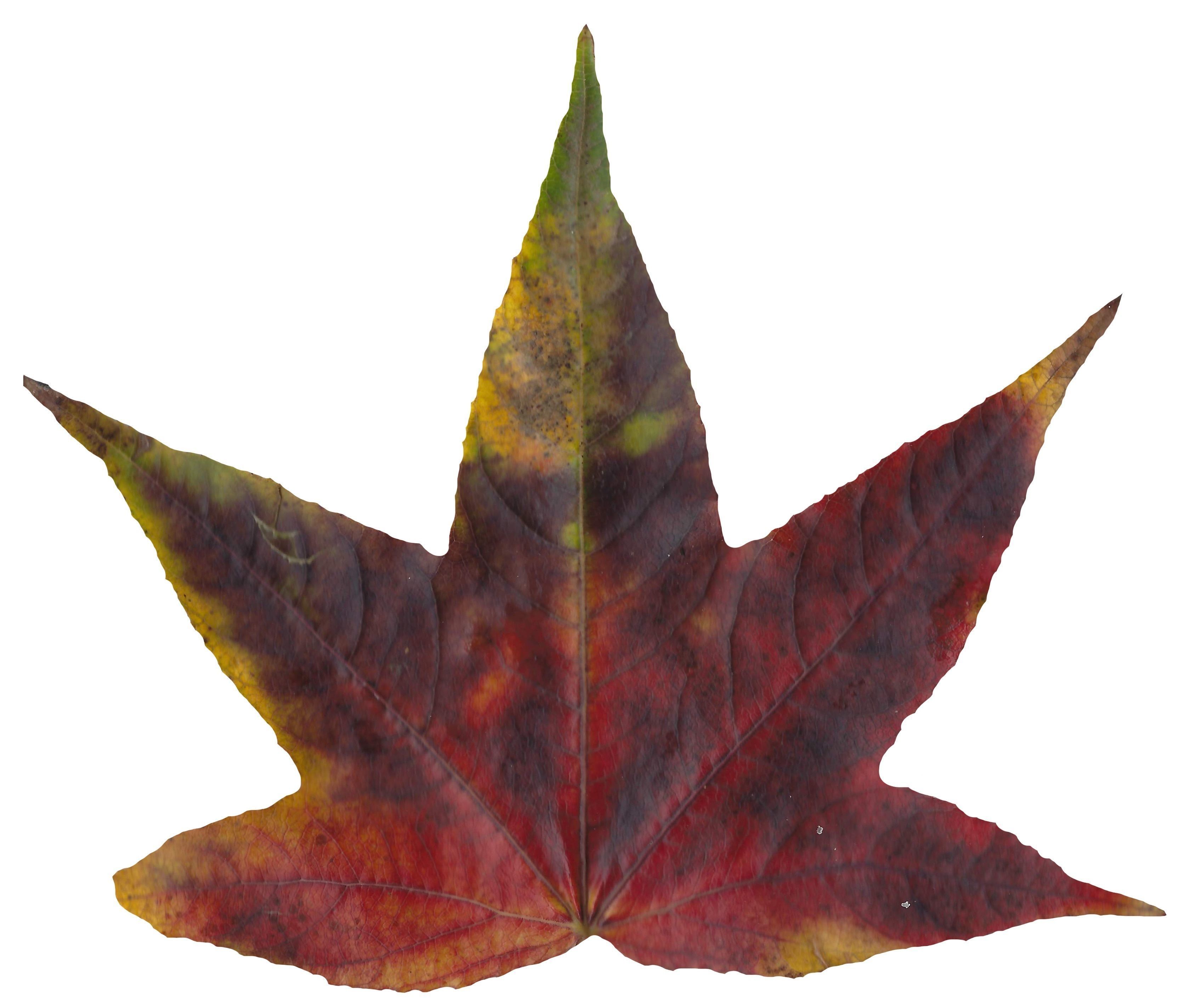 American Sweetgum Leaf Texture Pack - 21 Textures Texture_14