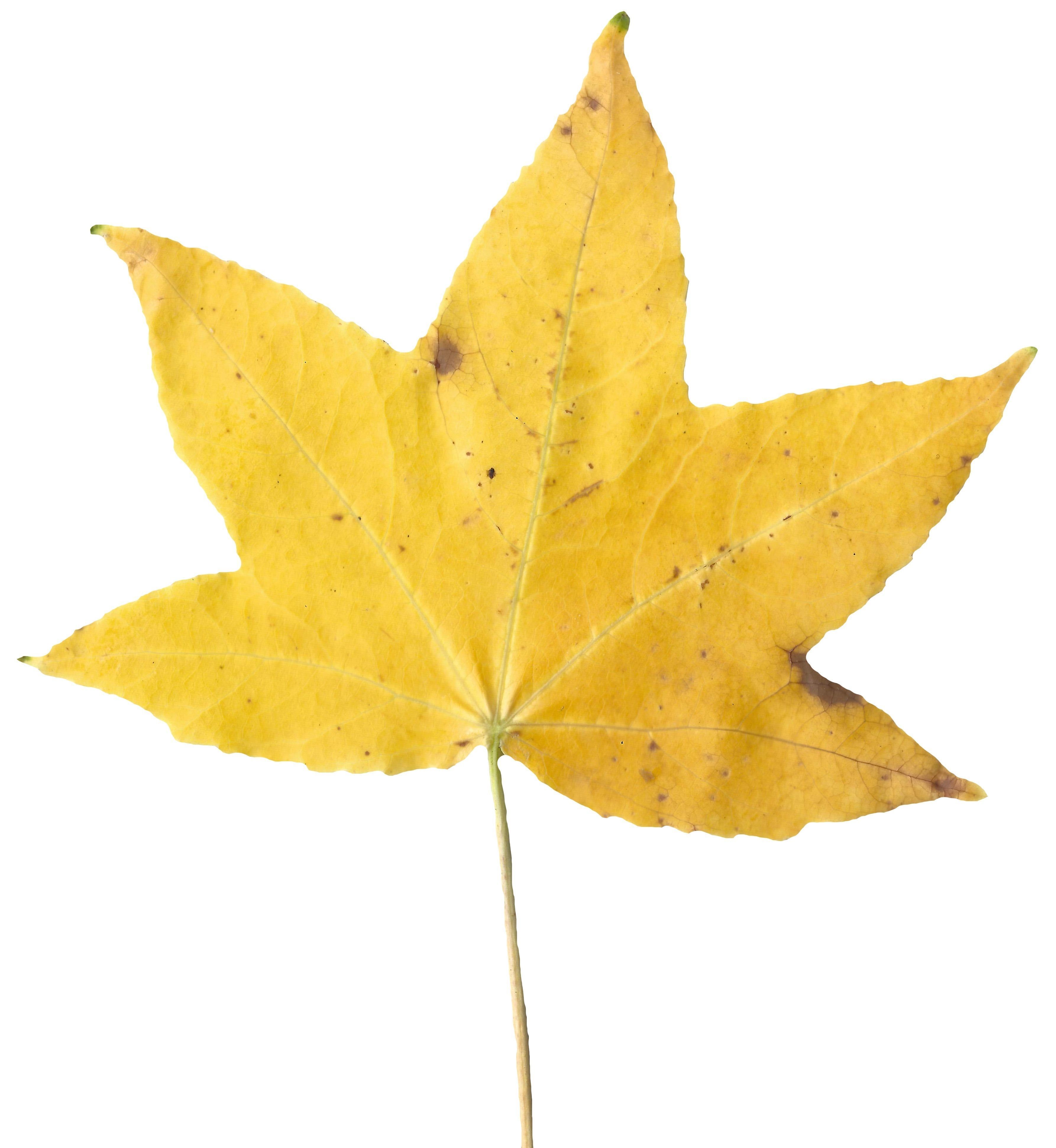 American Sweetgum Leaf Texture Pack - 21 Textures Texture_1