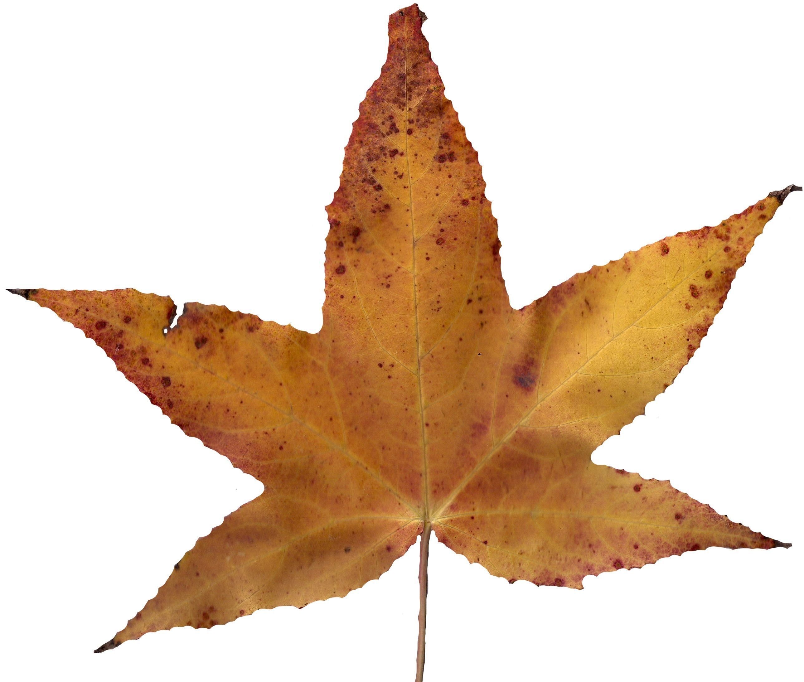 American Sweetgum Leaf Texture Pack - 21 Textures Texture_16