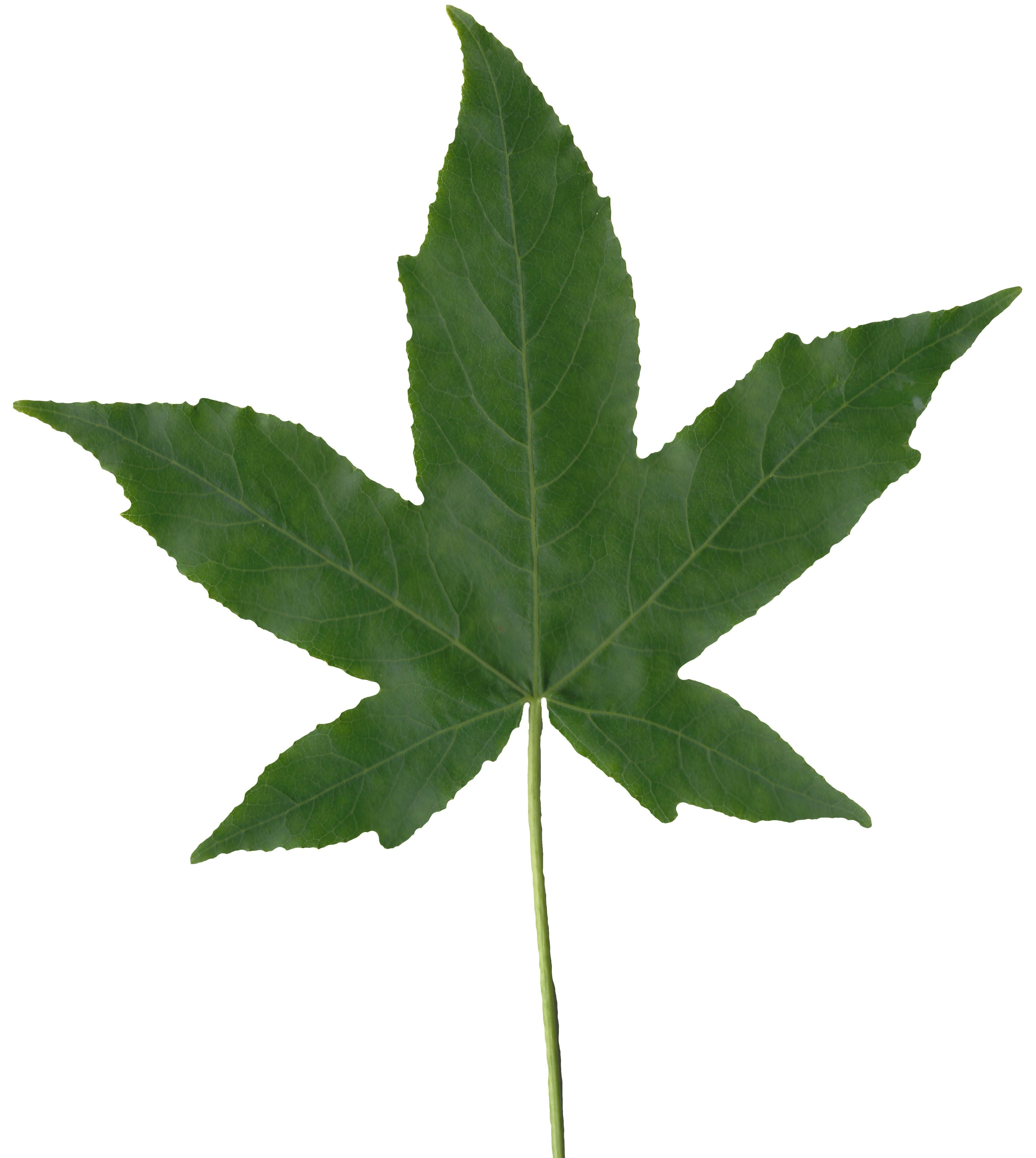 American Sweetgum Leaf Texture Pack - 21 Textures Texture_7