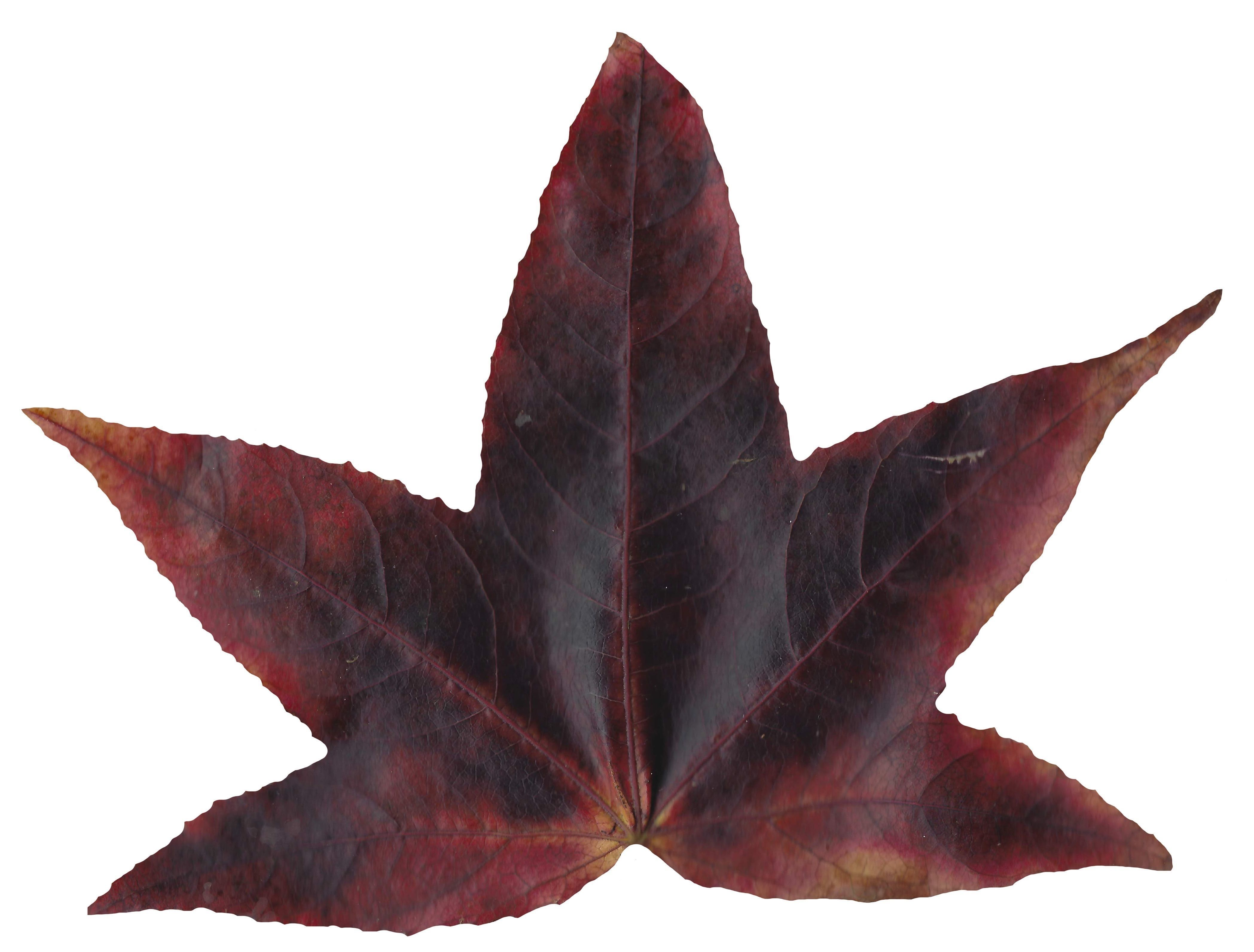 American Sweetgum Leaf Texture Pack - 21 Textures Texture_15