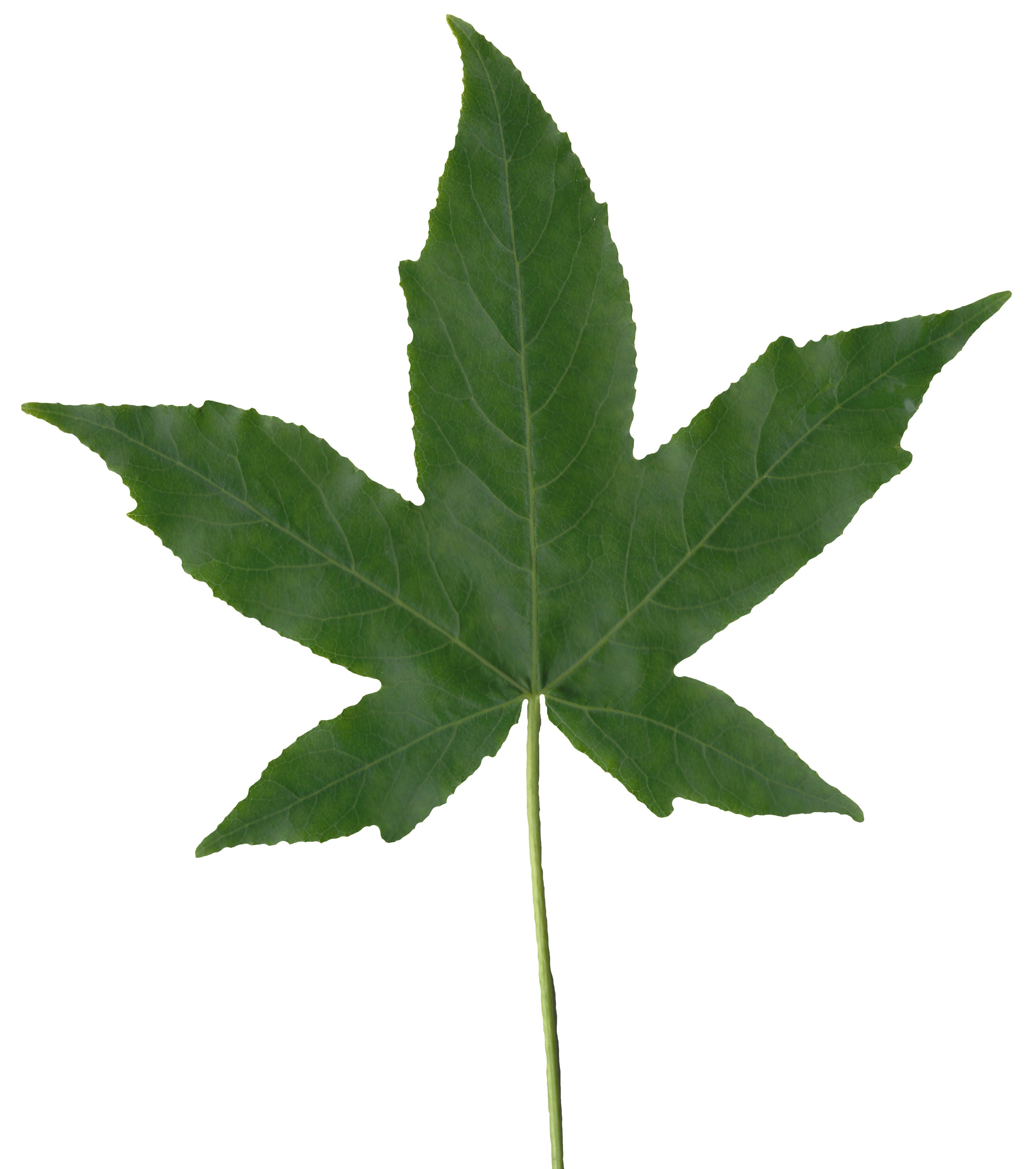 American Sweetgum Leaf Texture Pack - 21 Textures Texture_22
