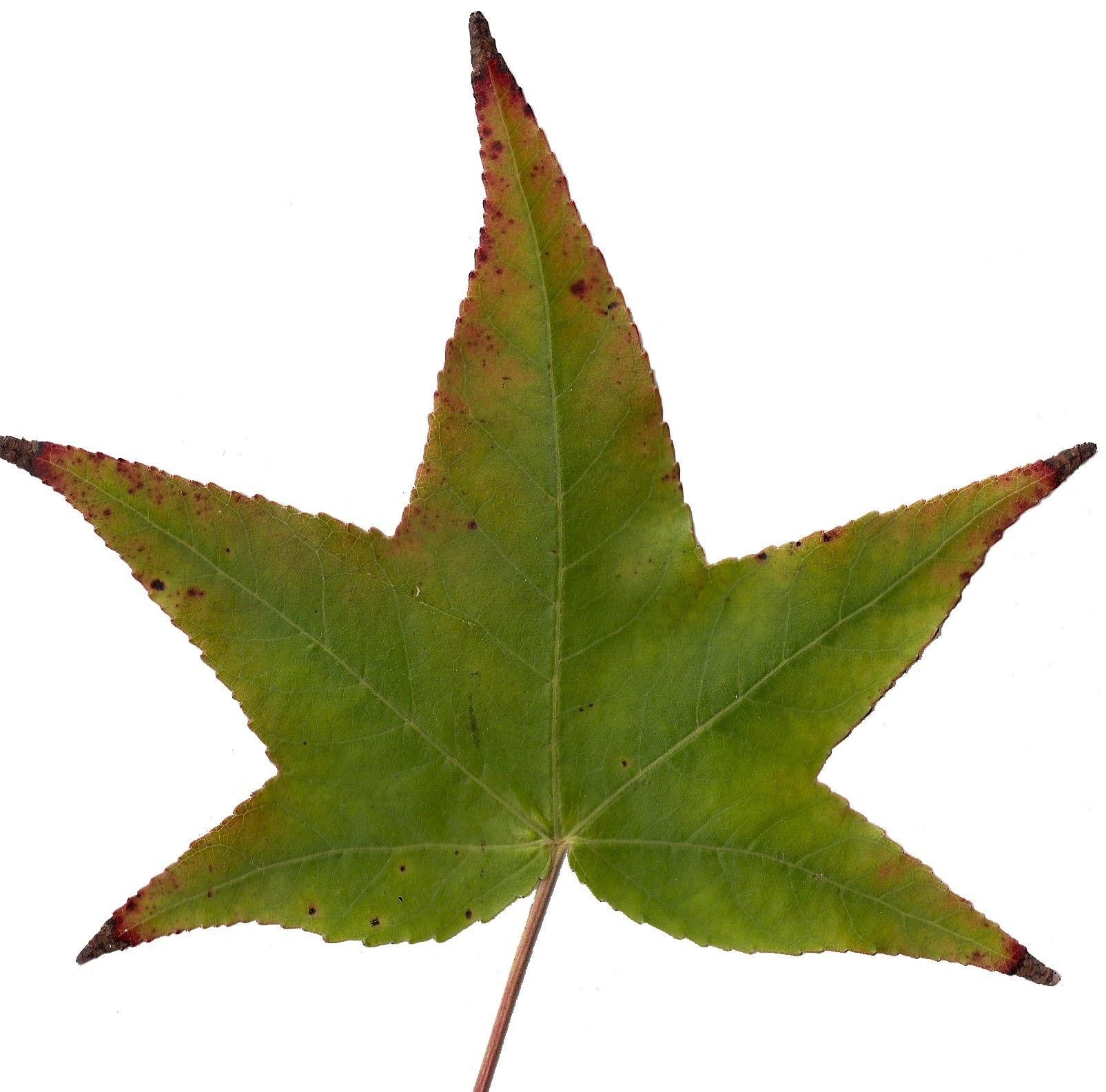 American Sweetgum Leaf Texture Pack - 21 Textures Texture_12