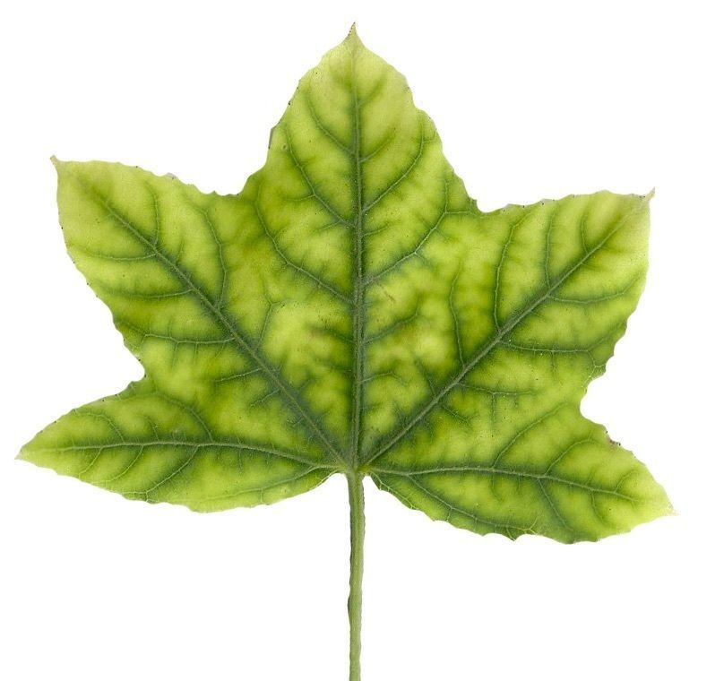American Sweetgum Leaf Texture Pack - 21 Textures Texture_19