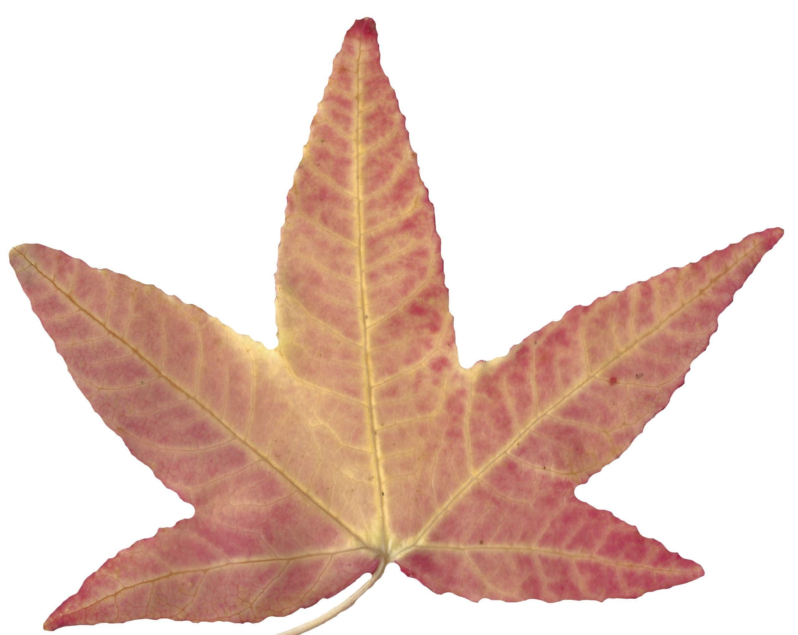 American Sweetgum Leaf Texture Pack - 21 Textures Texture_6