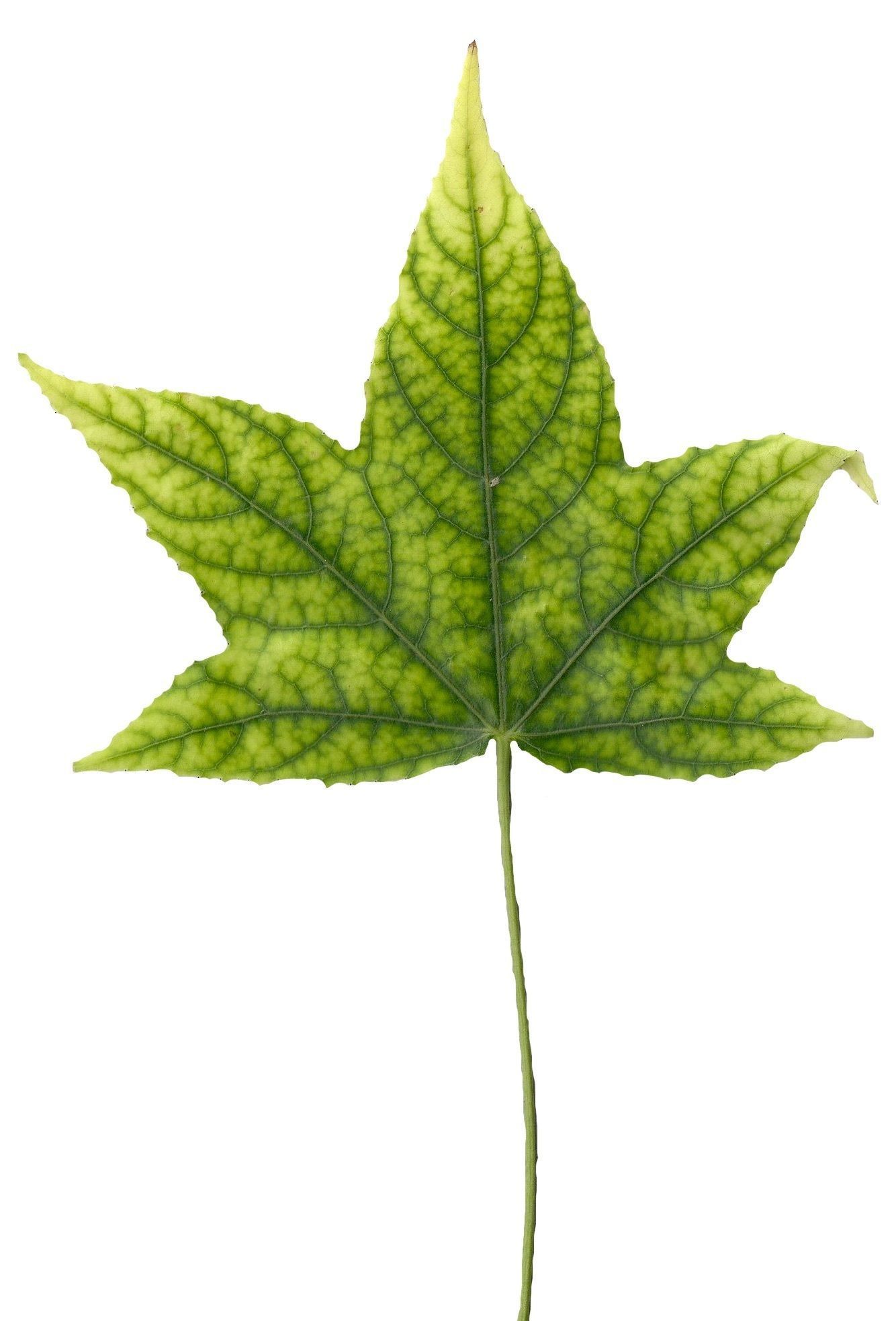 American Sweetgum Leaf Texture Pack - 21 Textures Texture_20