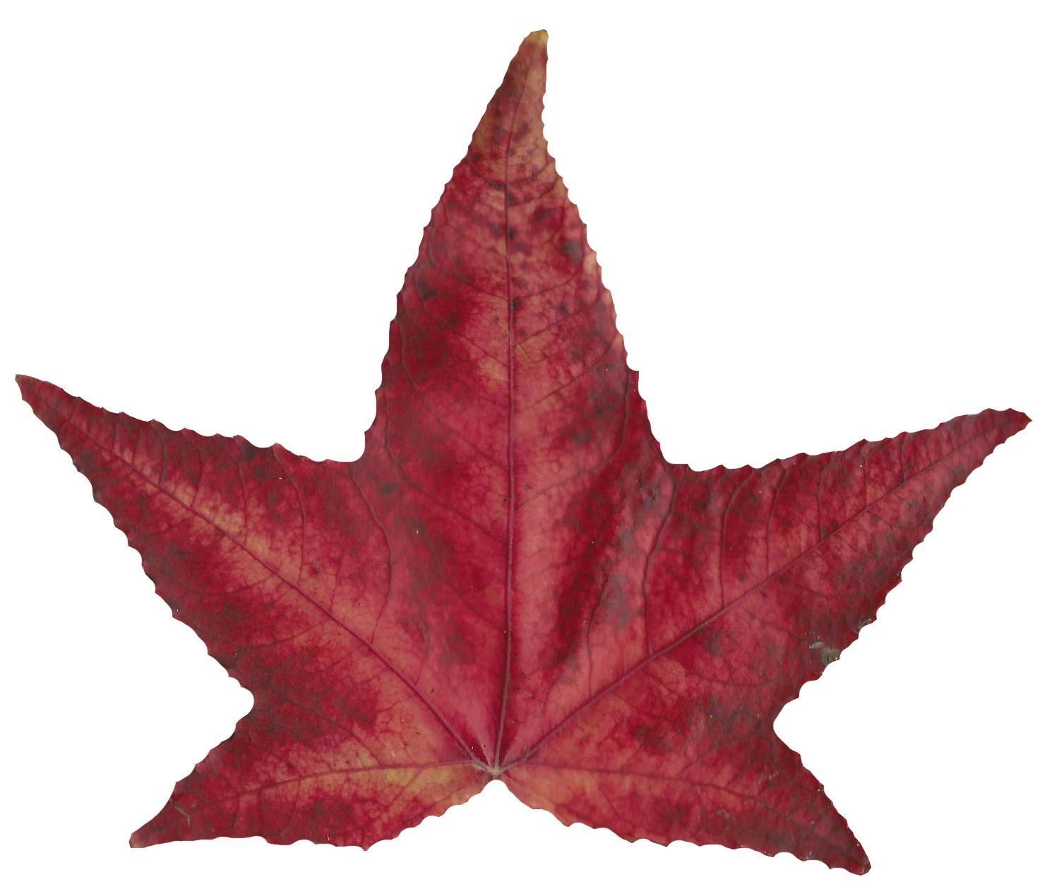 American Sweetgum Leaf Texture Pack - 21 Textures Texture_2