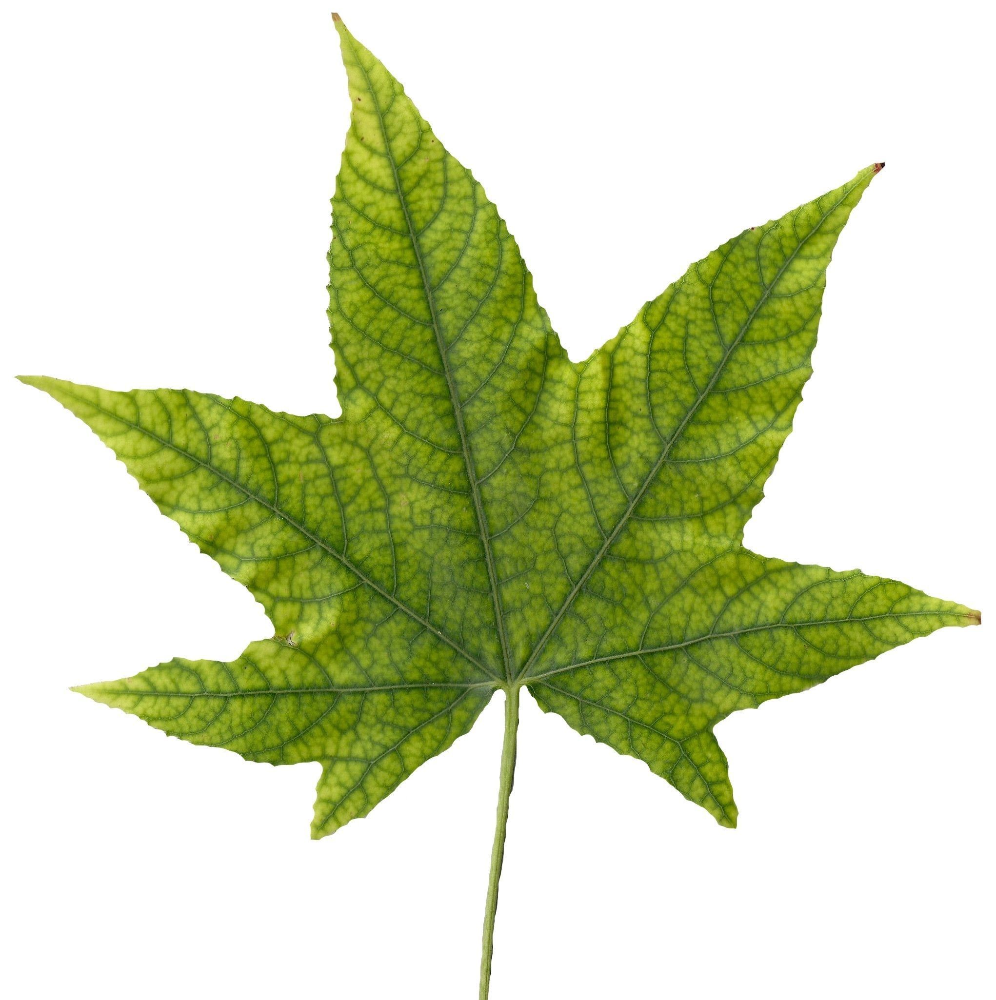 American Sweetgum Leaf Texture Pack - 21 Textures Texture_18