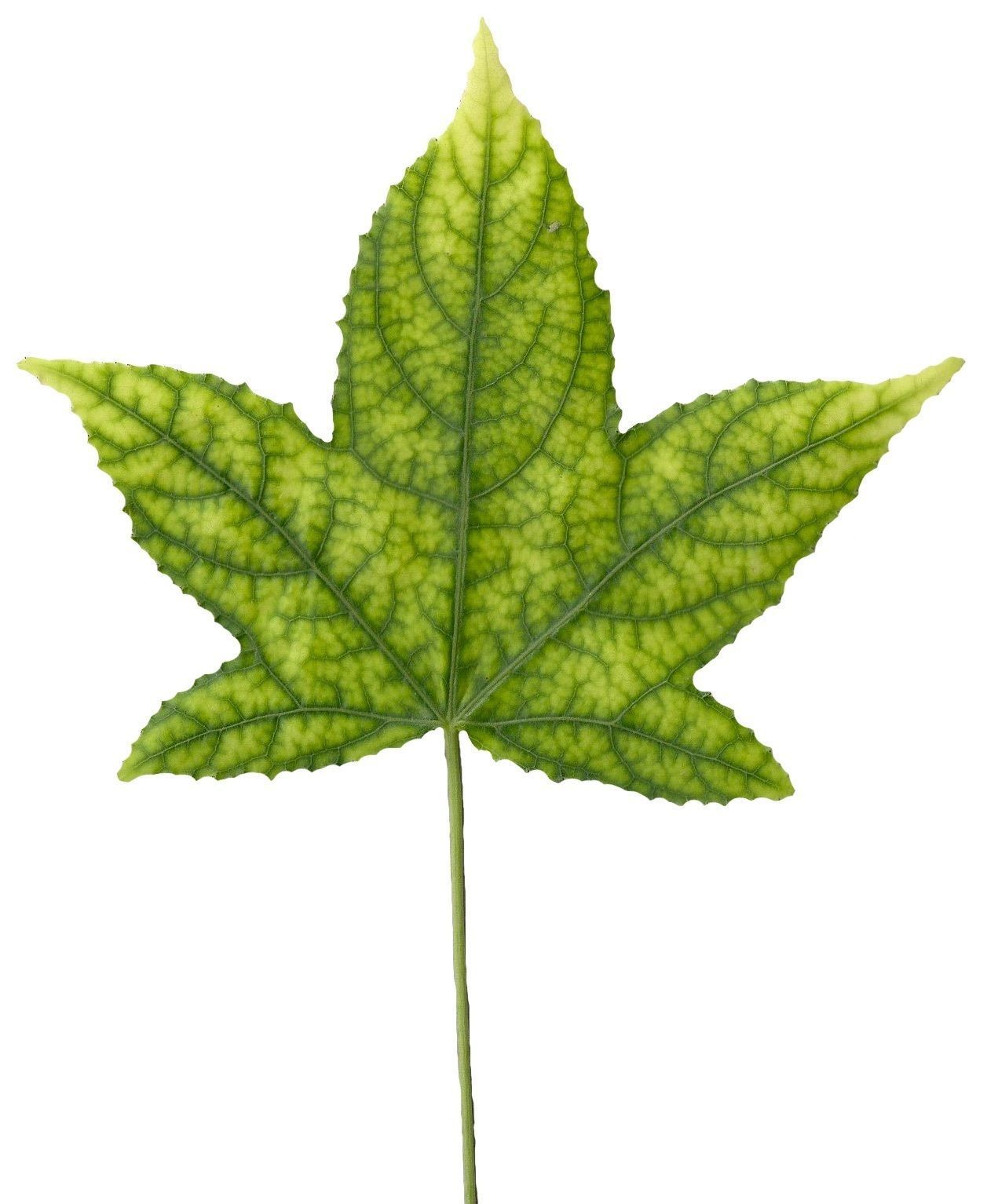 American Sweetgum Leaf Texture Pack - 21 Textures Texture_17