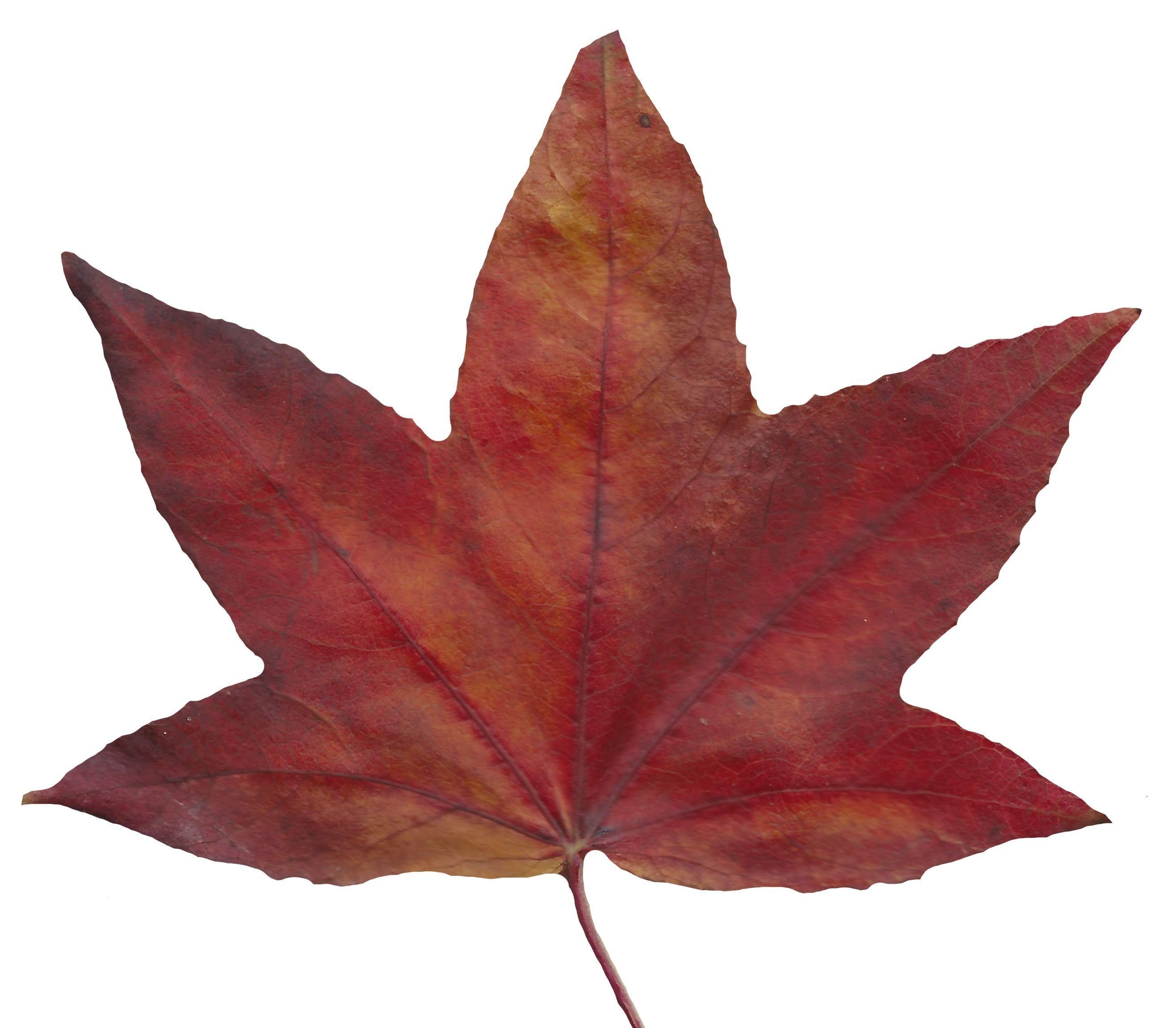 American Sweetgum Leaf Texture Pack - 21 Textures Texture_11