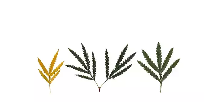 Catalina Ironwood Texture Pack - 16 Textures