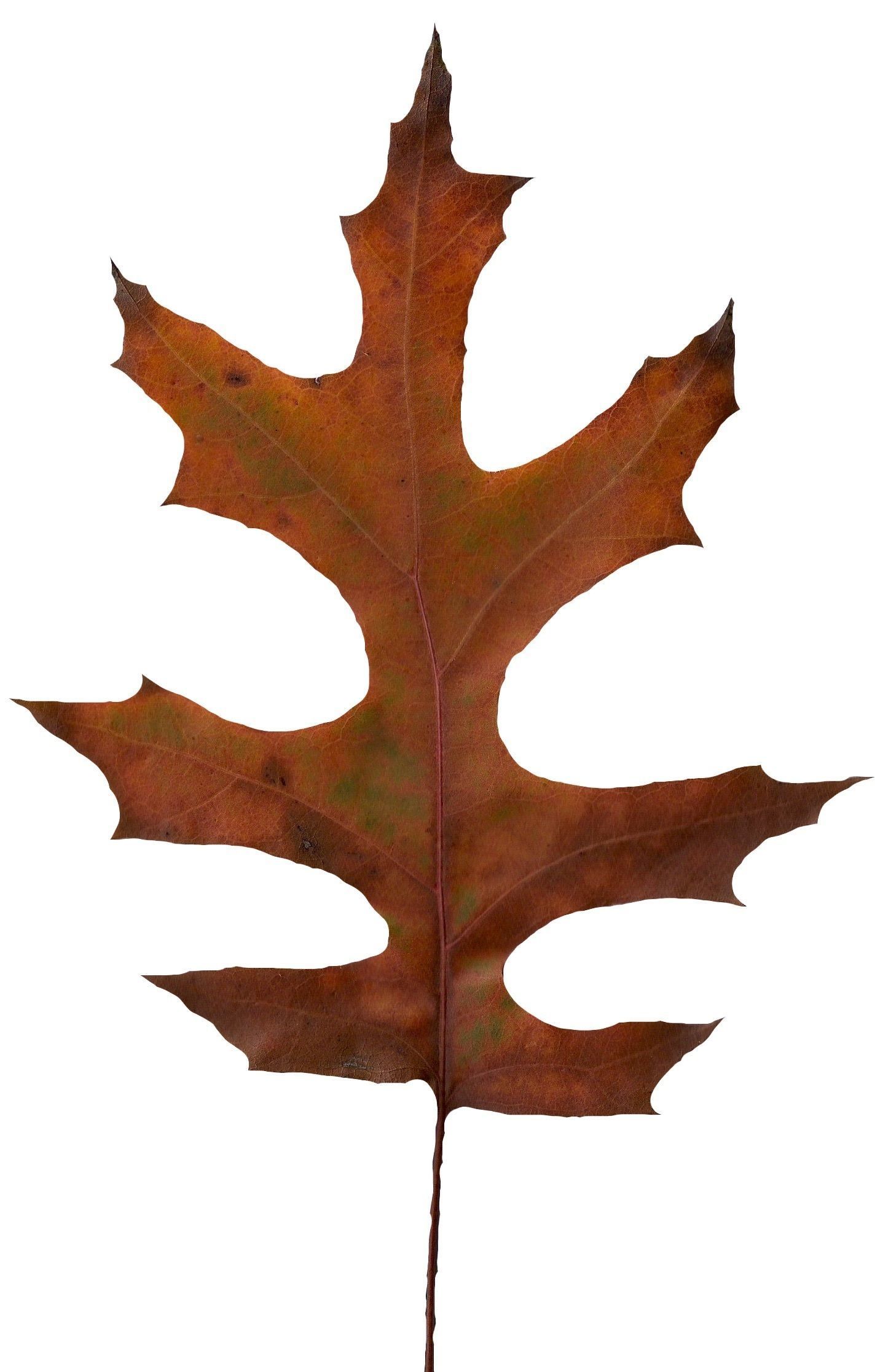 Eastern Black Oak Texture Pack - 20 Textures Texture_3