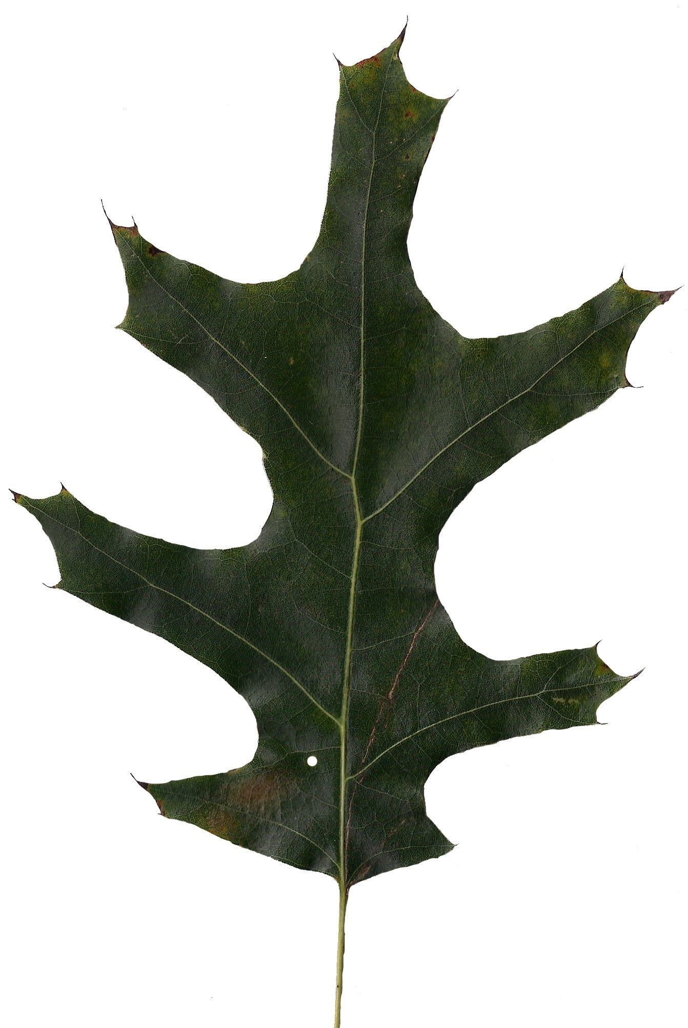 Eastern Black Oak Texture Pack - 20 Textures Texture_12