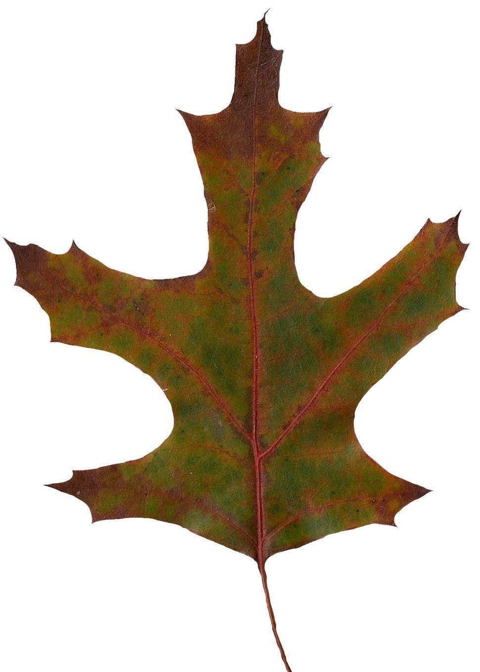 Eastern Black Oak Texture Pack - 20 Textures Texture_16