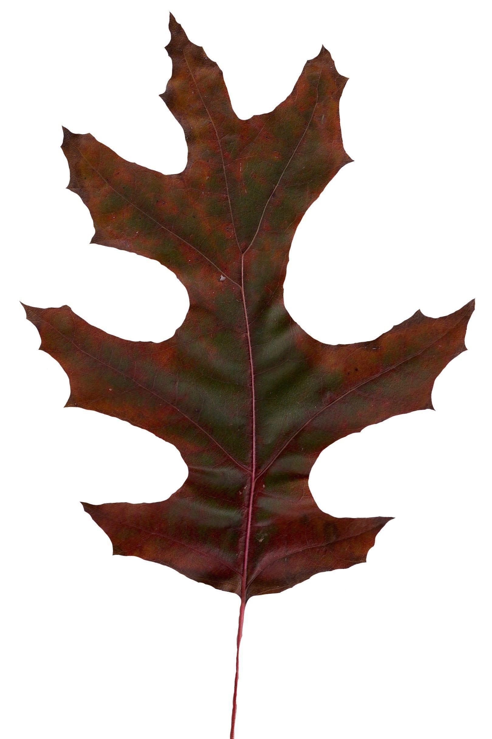 Eastern Black Oak Texture Pack - 20 Textures Texture_6