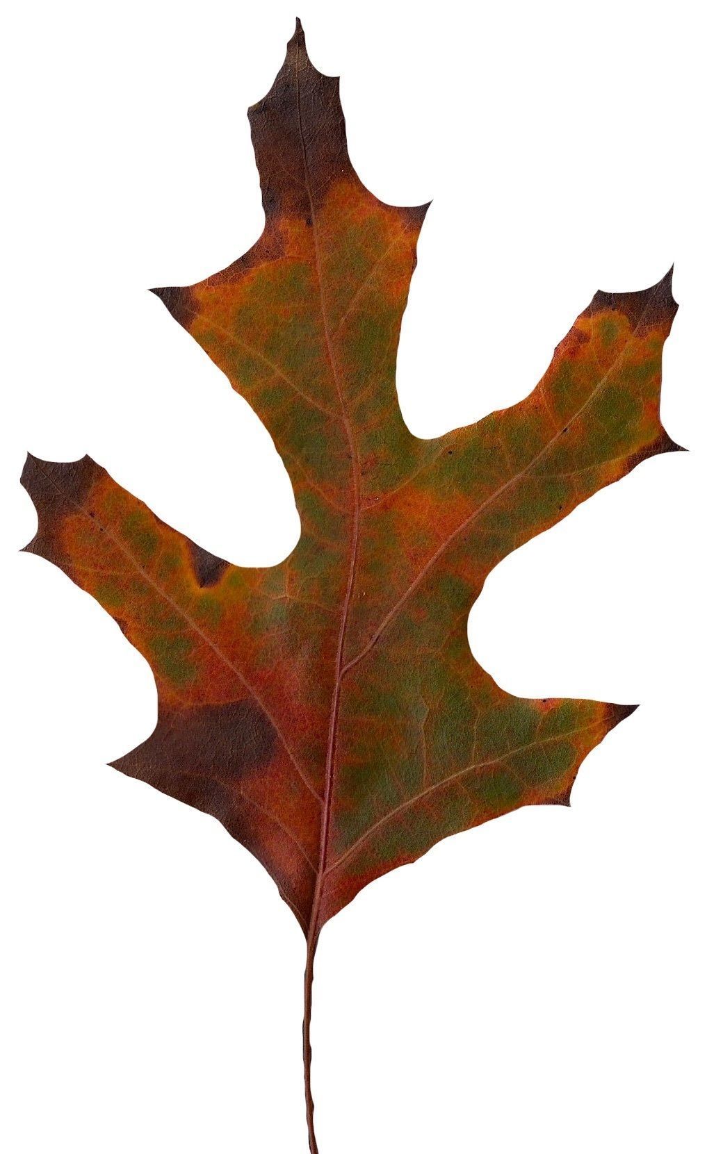 Eastern Black Oak Texture Pack - 20 Textures Texture_7