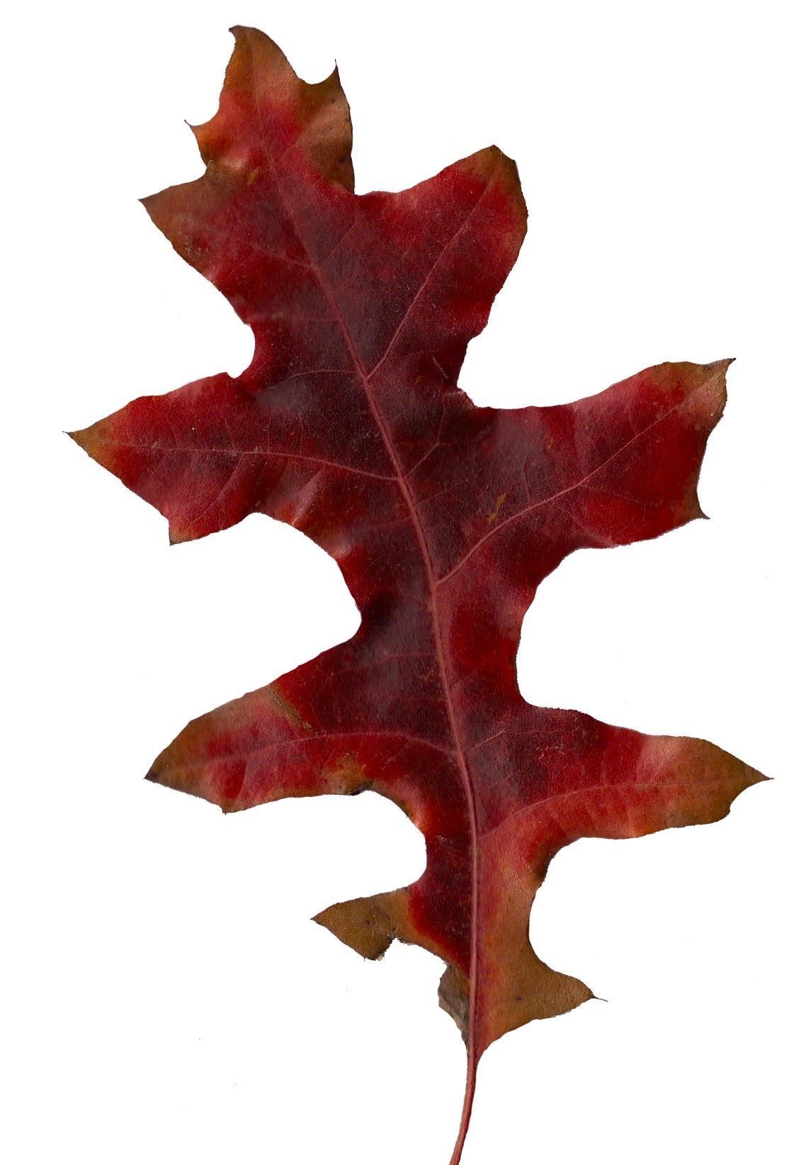 Eastern Black Oak Texture Pack - 20 Textures Texture_10