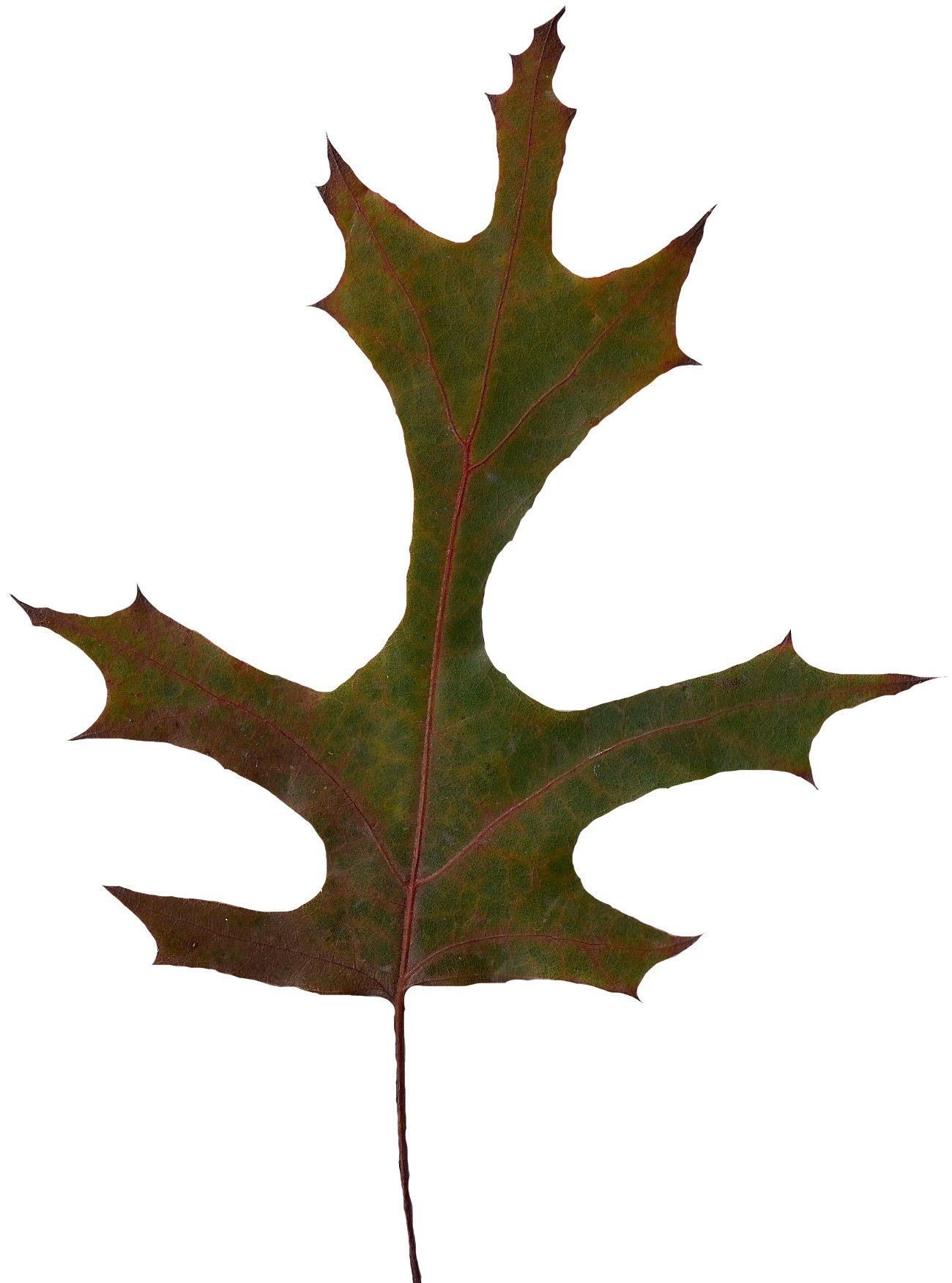 Eastern Black Oak Texture Pack - 20 Textures Texture_14