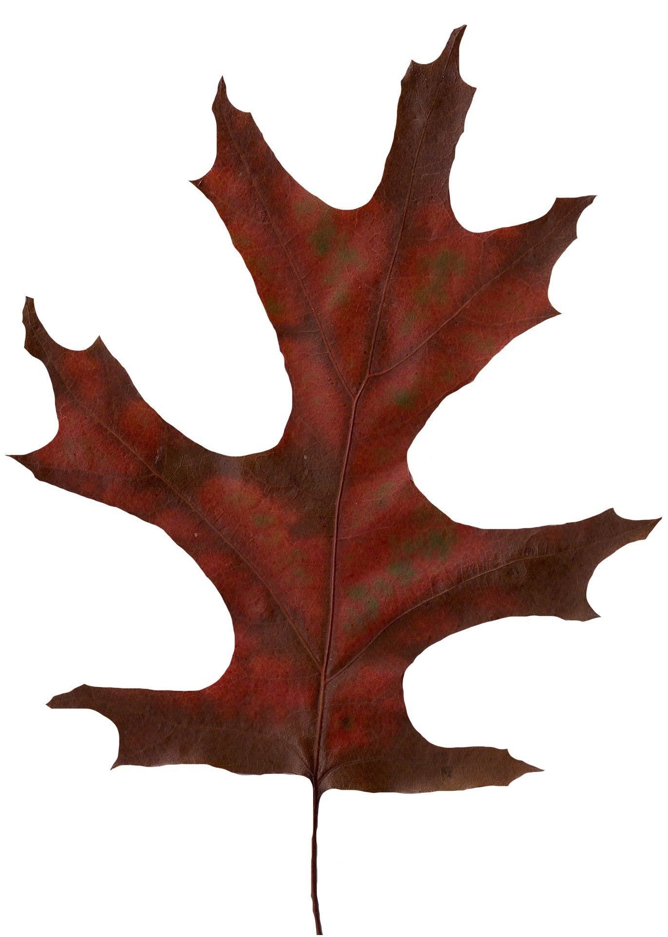 Eastern Black Oak Texture Pack - 20 Textures Texture_8