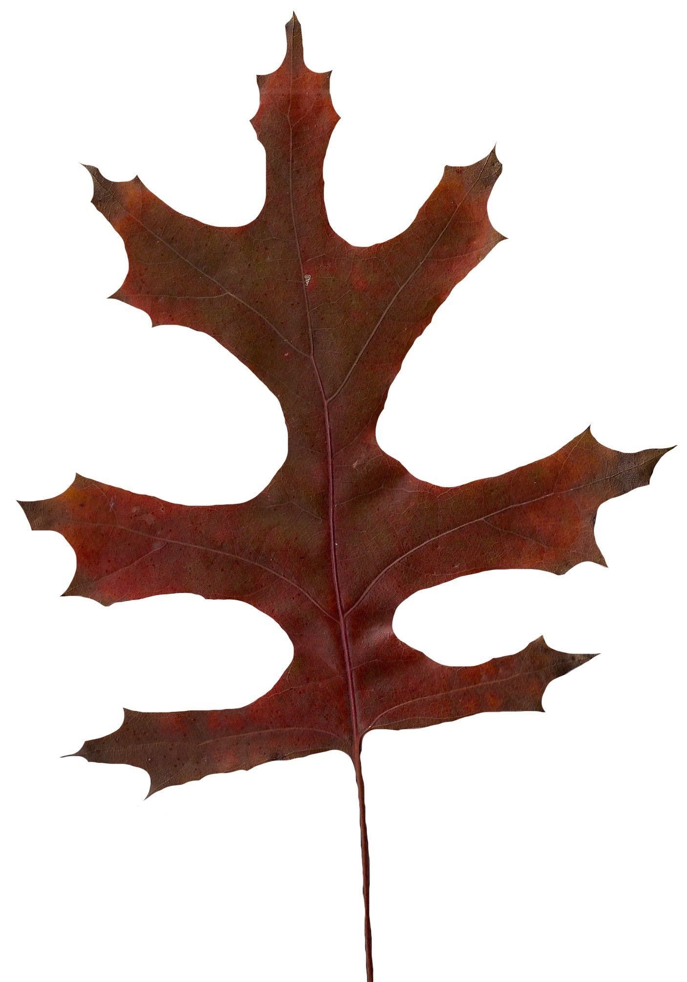 Eastern Black Oak Texture Pack - 20 Textures Texture_5