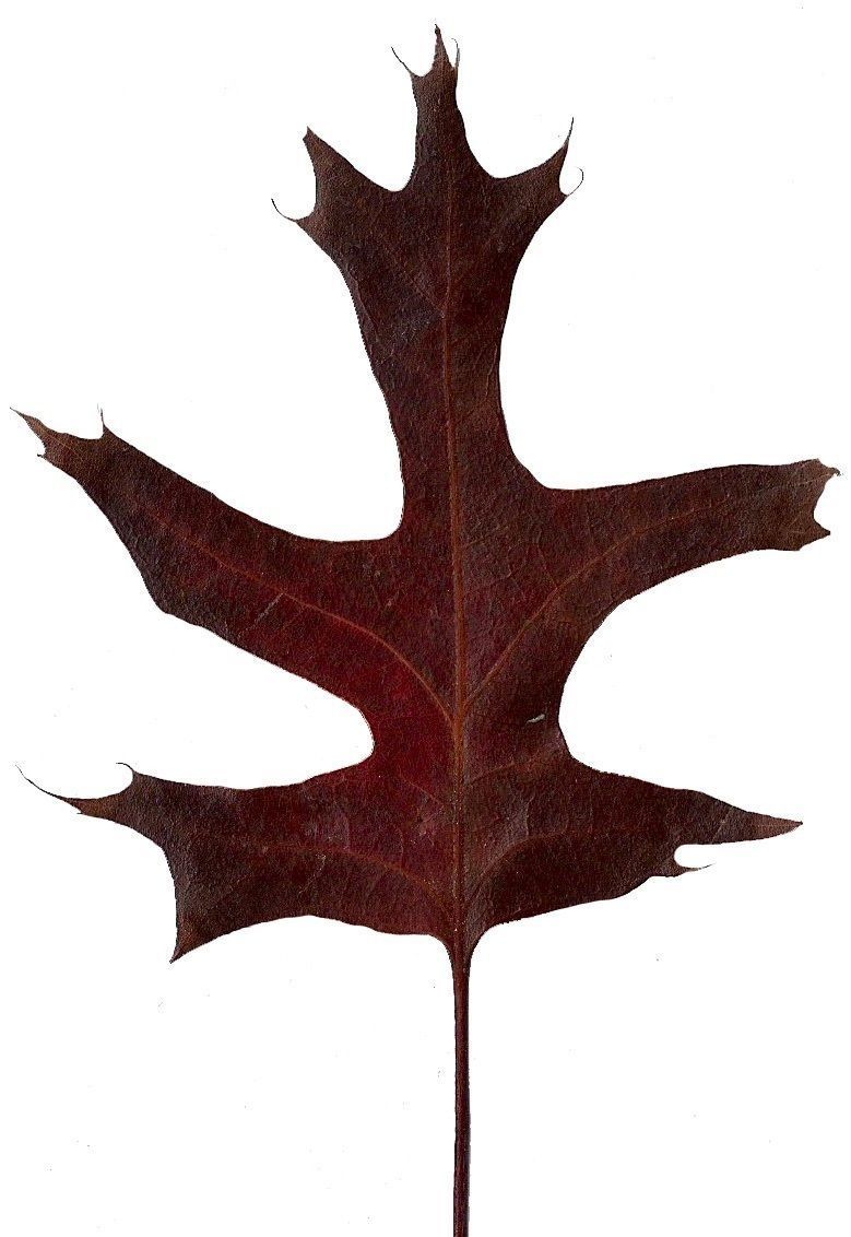 Eastern Black Oak Texture Pack - 20 Textures Texture_19