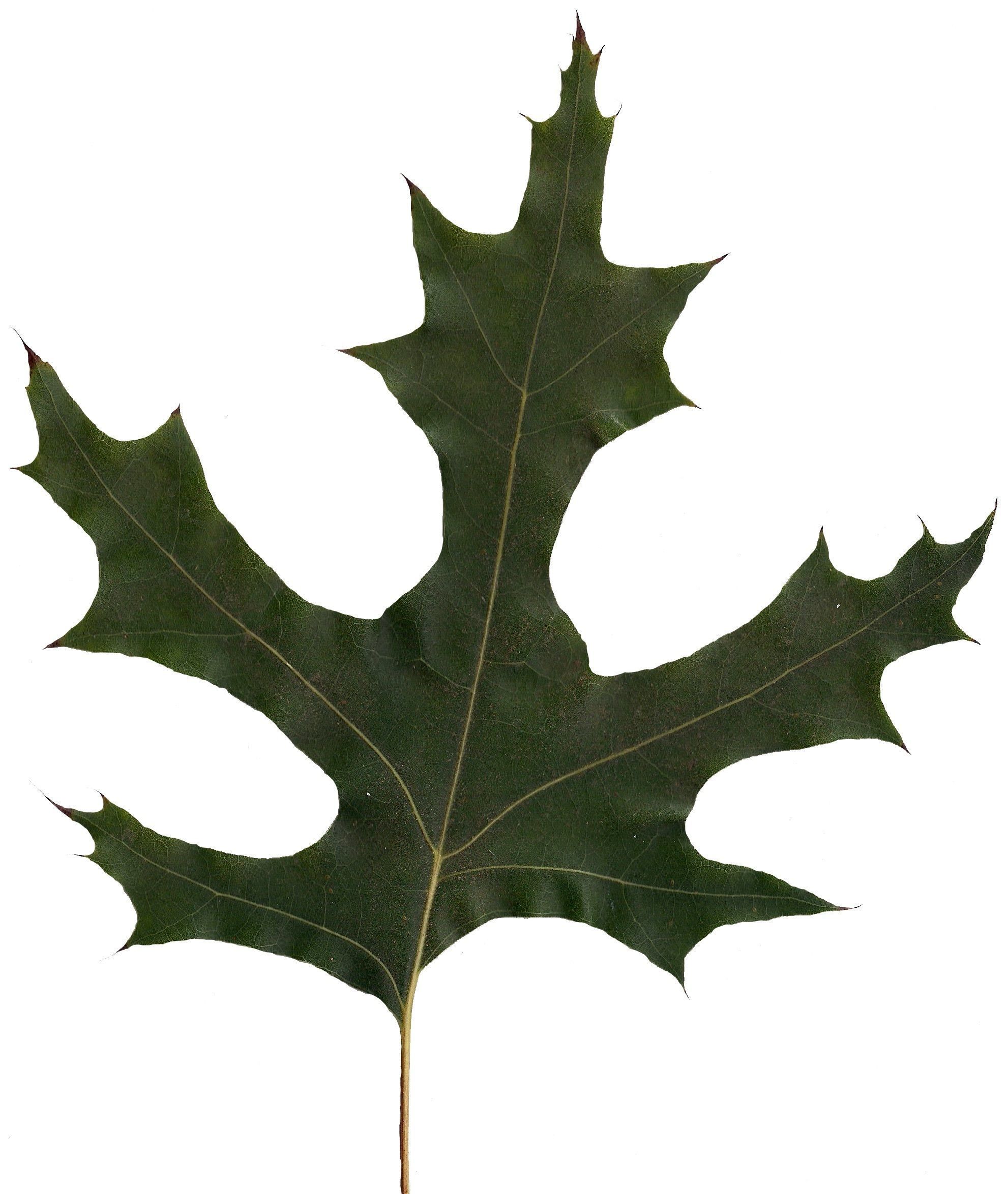 Eastern Black Oak Texture Pack - 20 Textures Texture_17