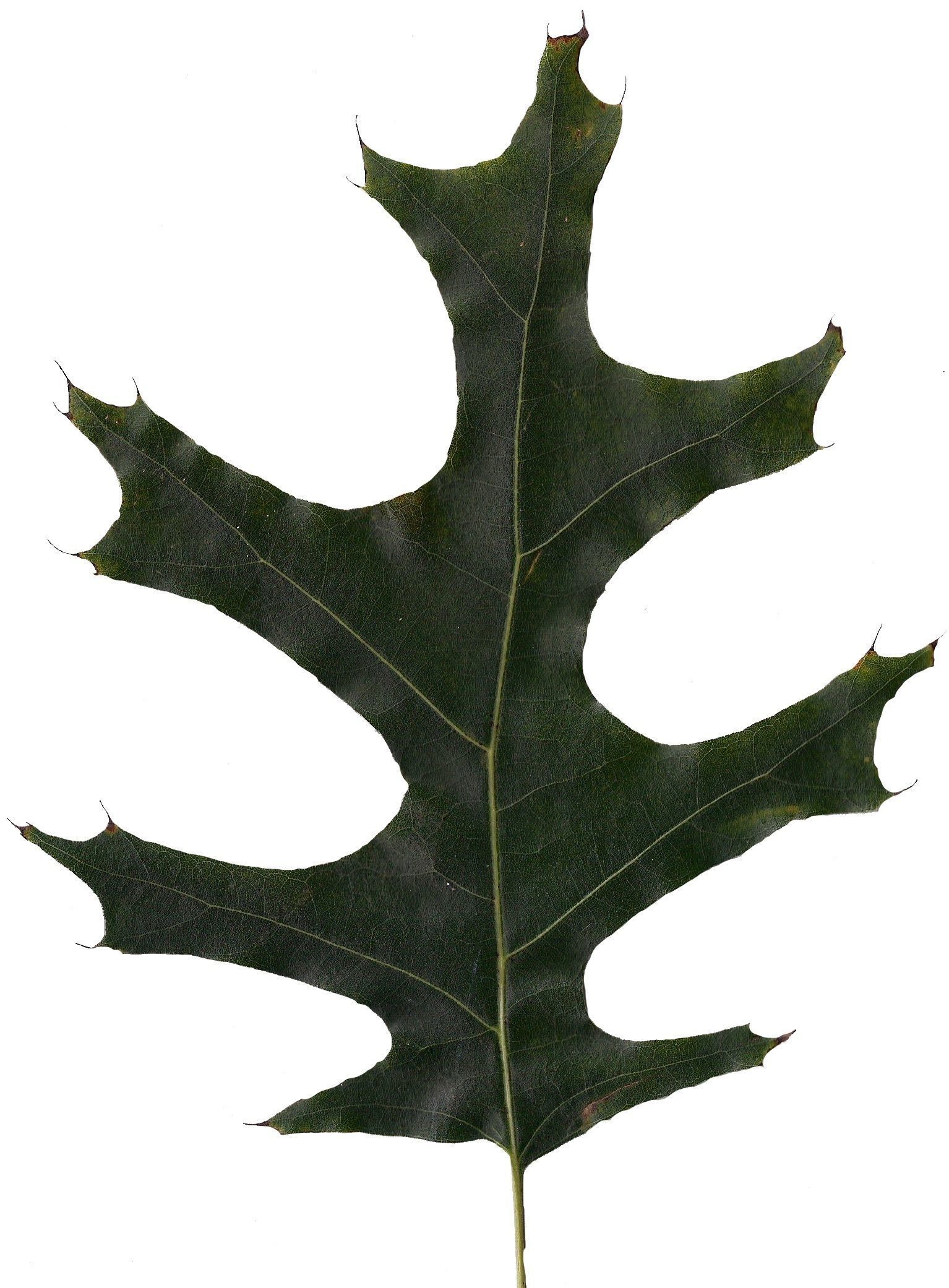 Eastern Black Oak Texture Pack - 20 Textures Texture_1