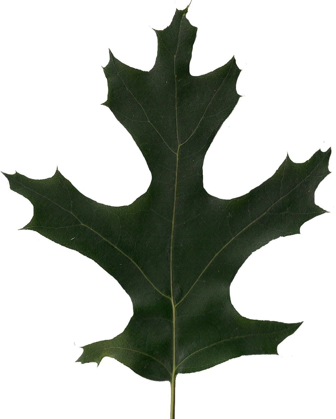 Eastern Black Oak Texture Pack - 20 Textures Texture_18